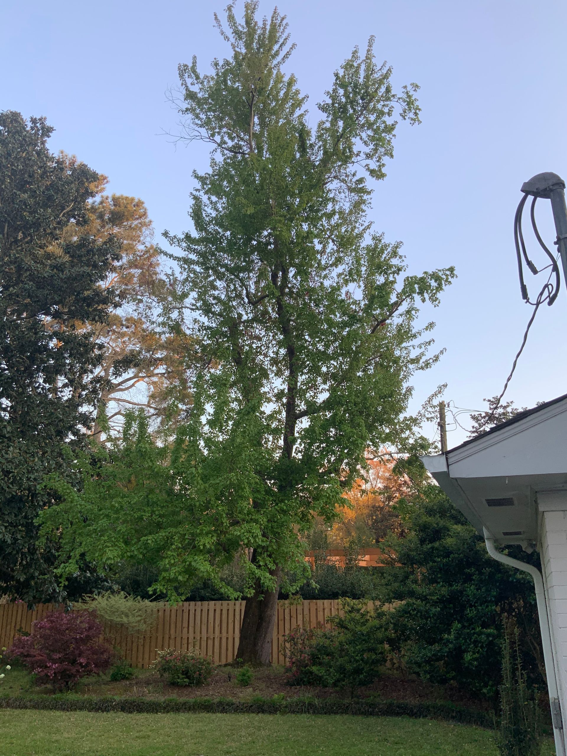 A large tree in the backyard of a house