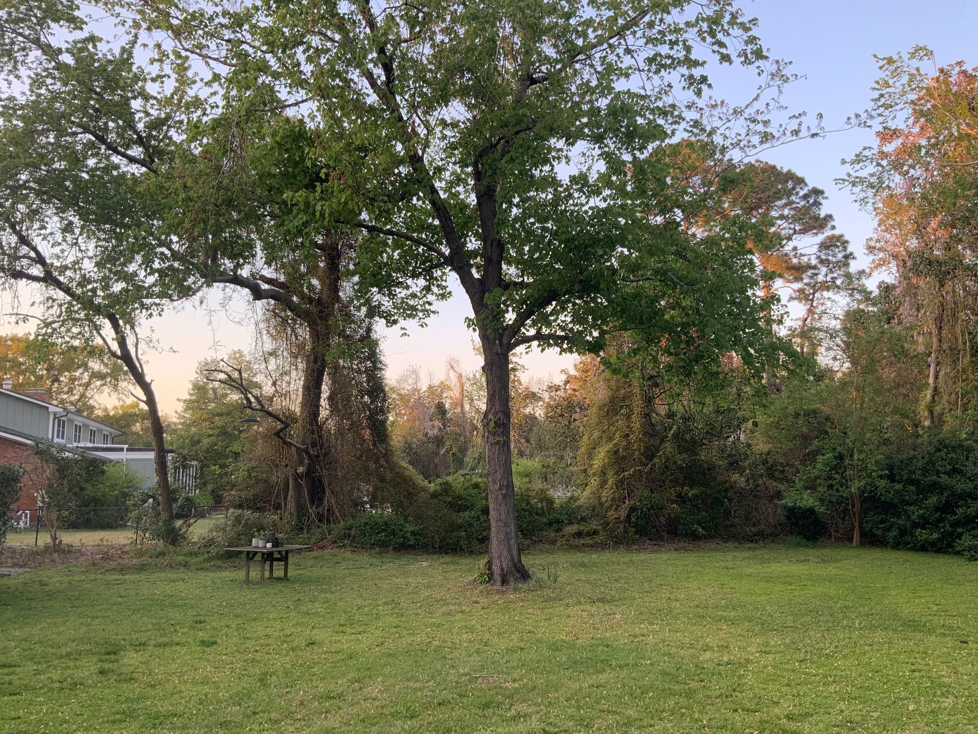 A large grassy field with trees and bushes in the background.
