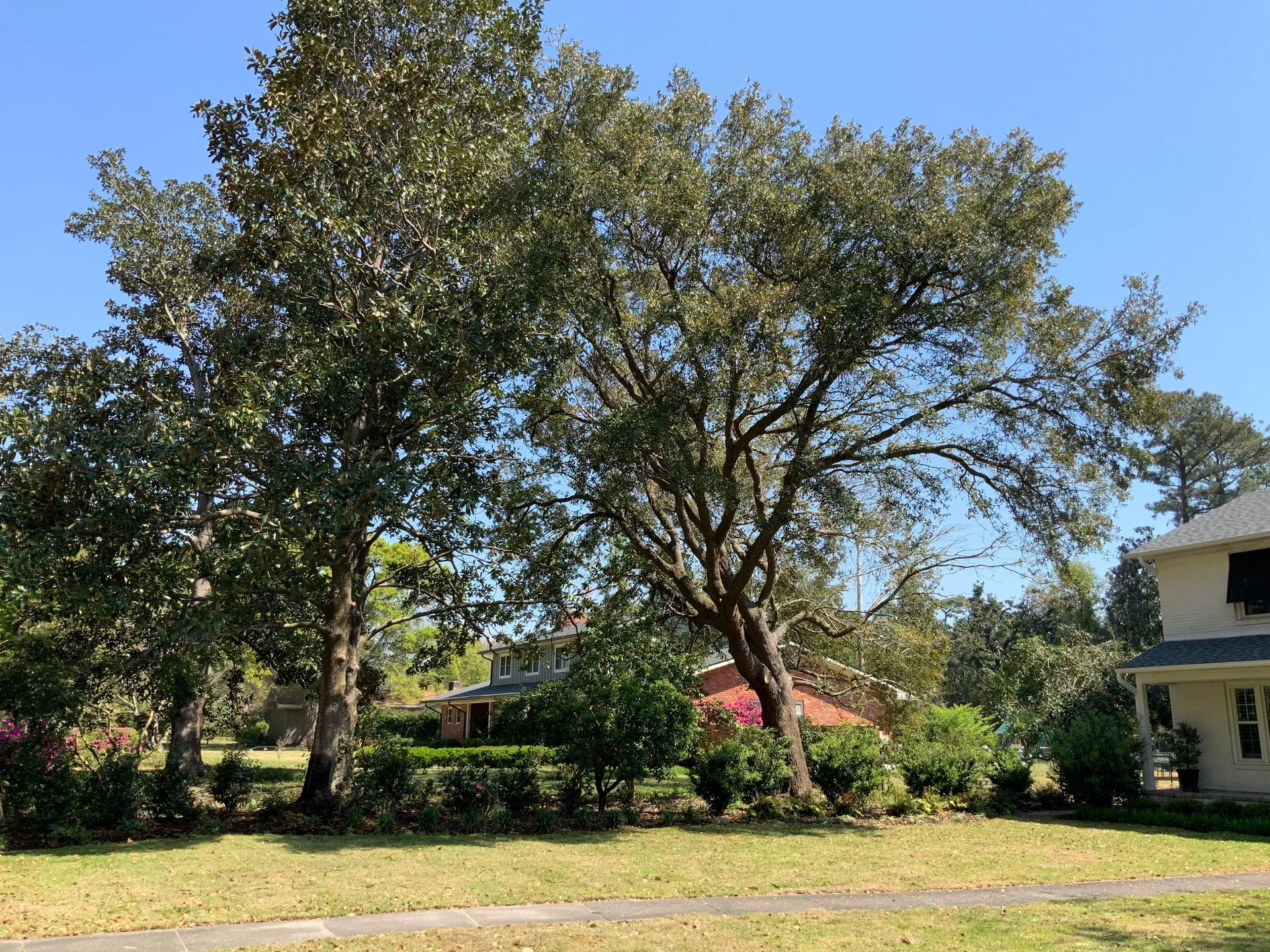 A large tree is in the middle of a lush green field in front of a house.