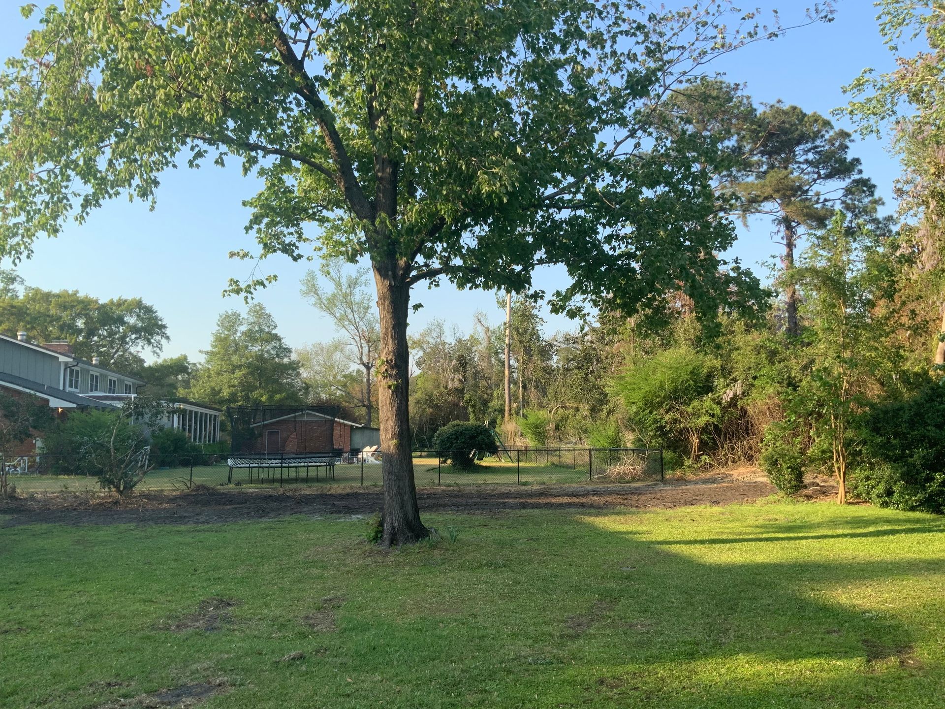 A tree in the middle of a lush green field