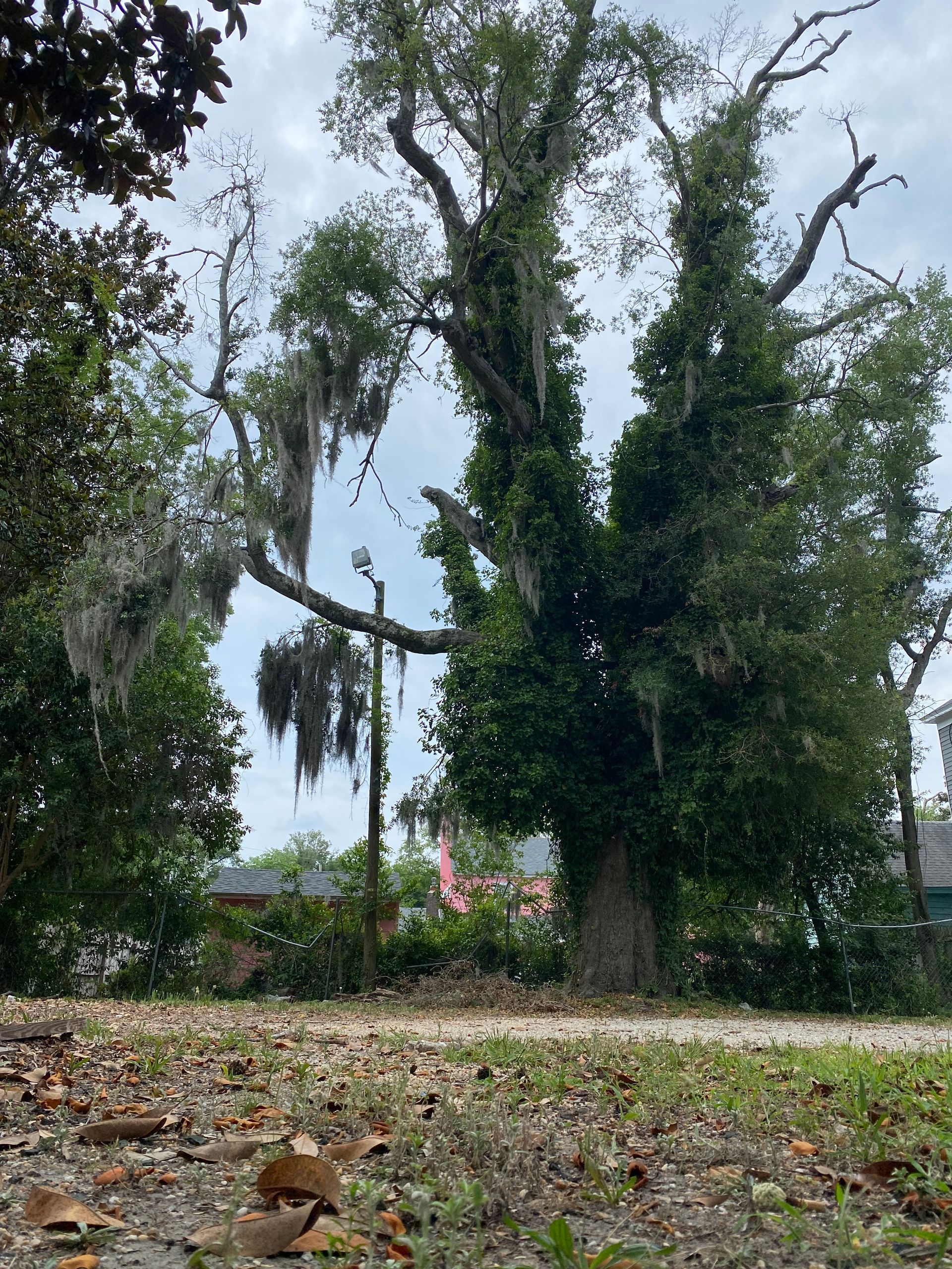 A tree with spanish moss hanging from it 's branches