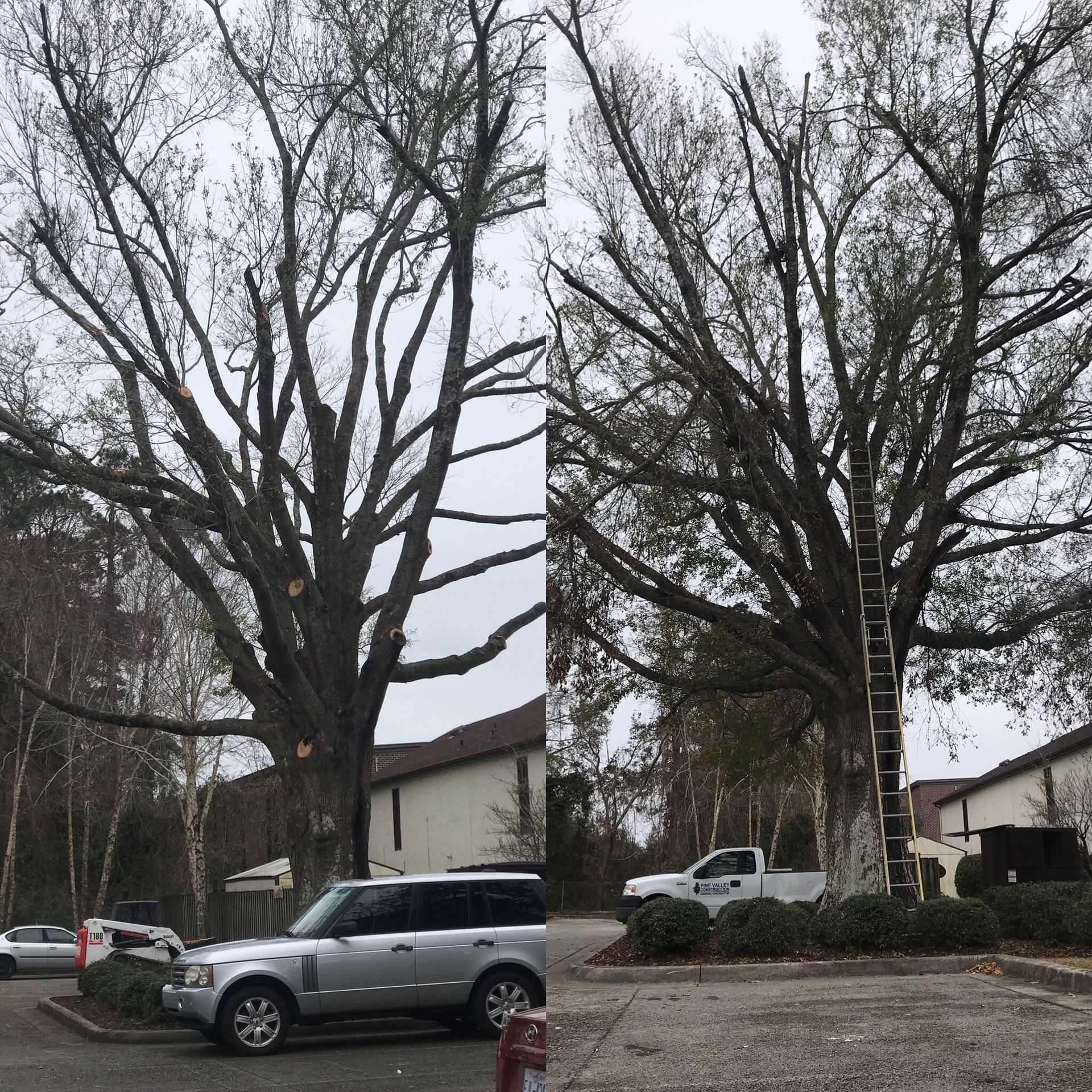 A before and after picture of a tree being cut down.