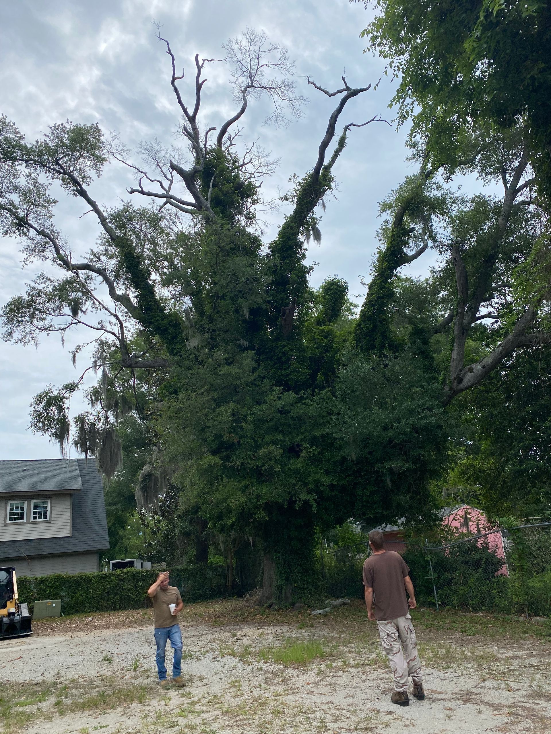 Two men are standing in front of a large tree.