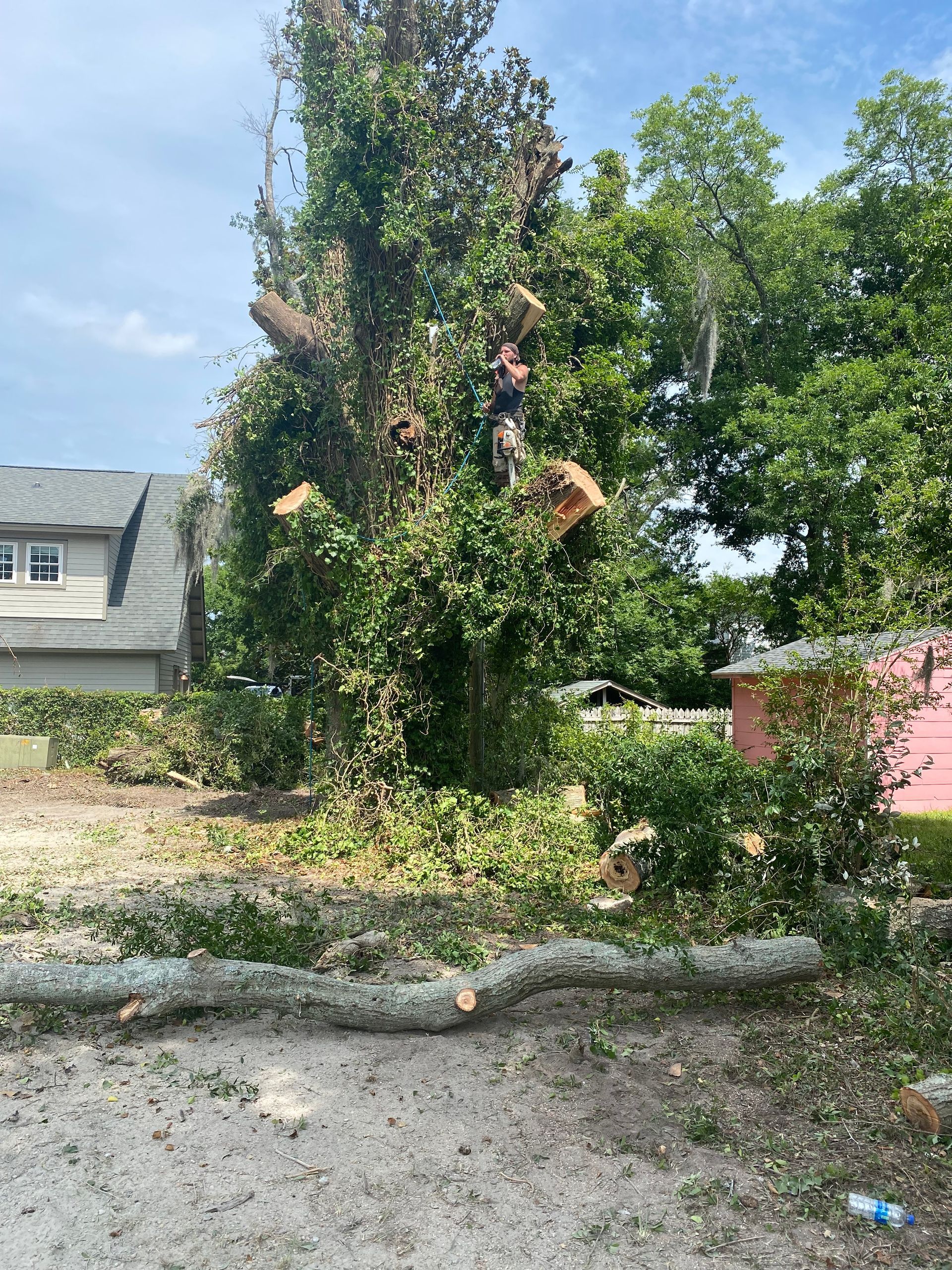 A man is cutting down a tree with a chainsaw in a yard.