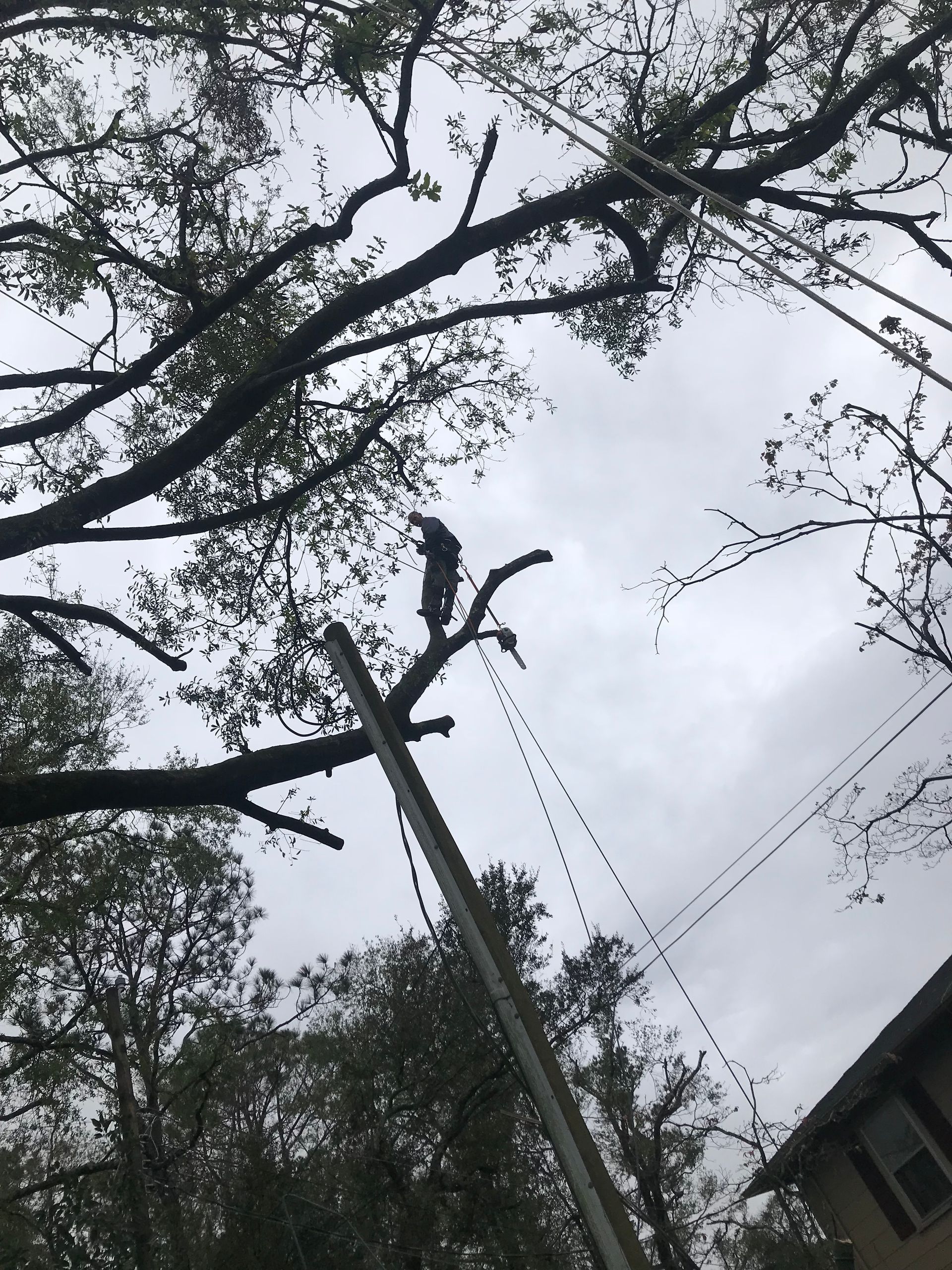 A person is cutting a tree with a chainsaw