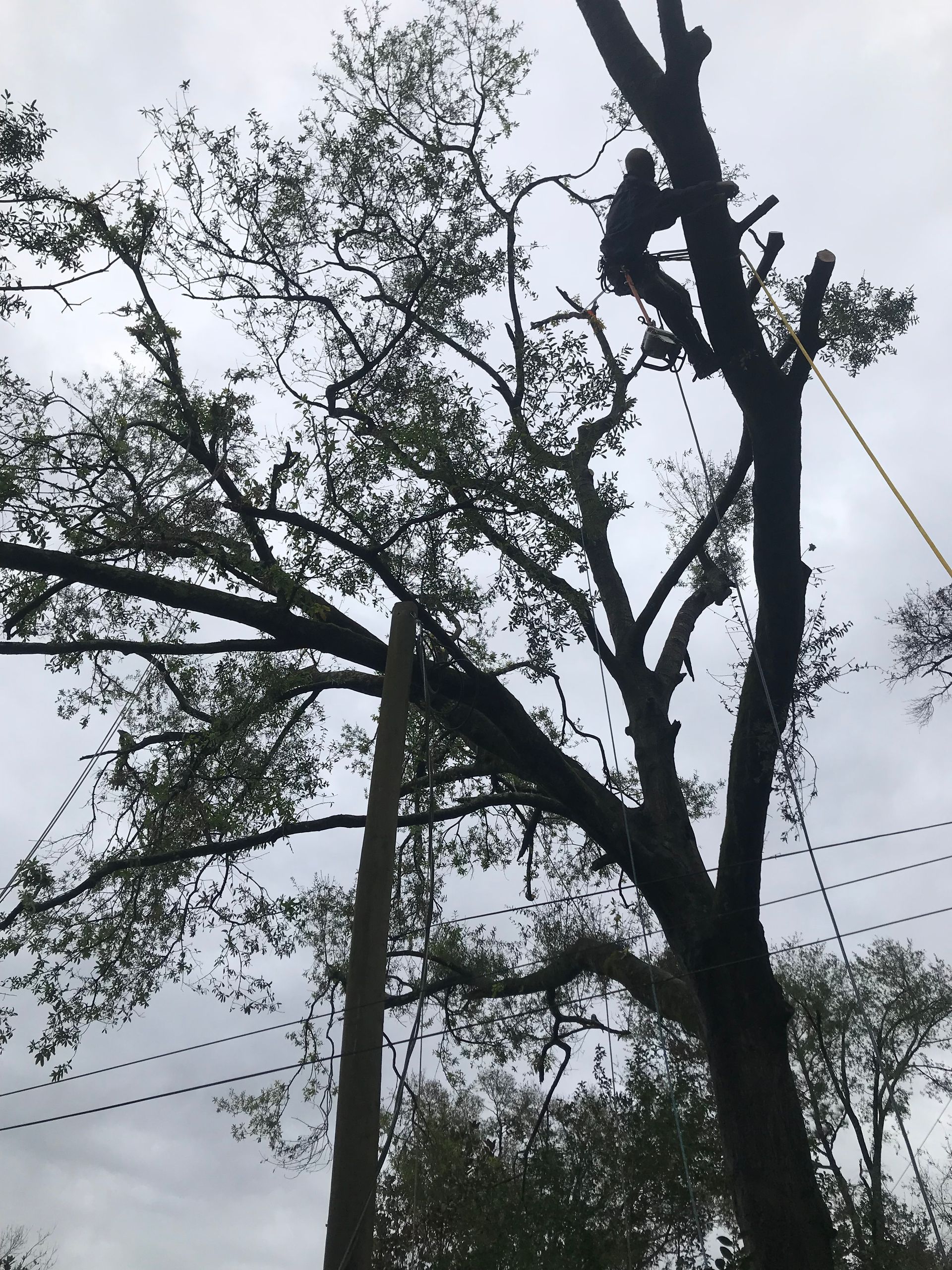A man is climbing a tree with a chainsaw