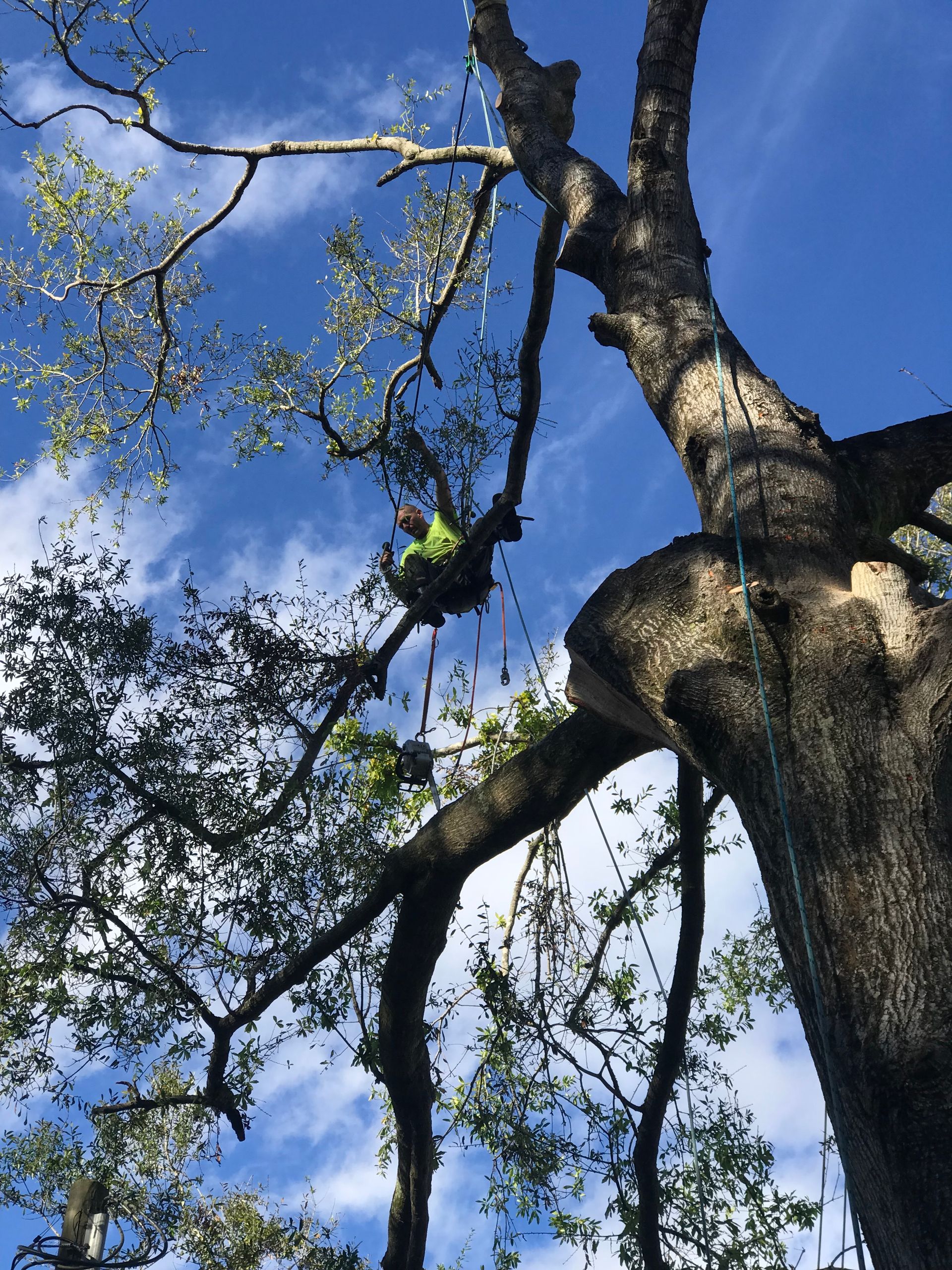 A man is climbing up a tree with a blue sky in the background
