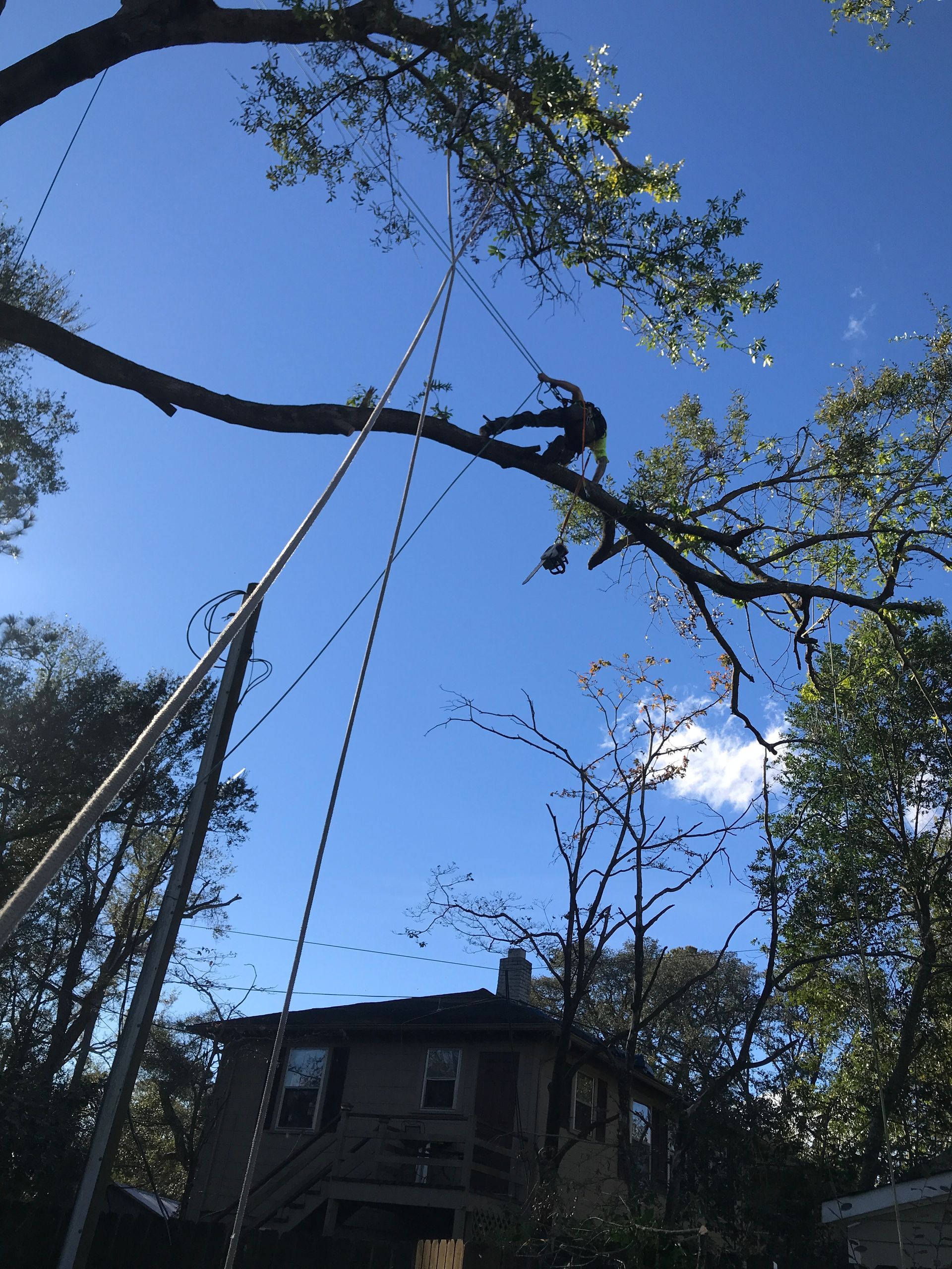 A man is climbing a tree in front of a house