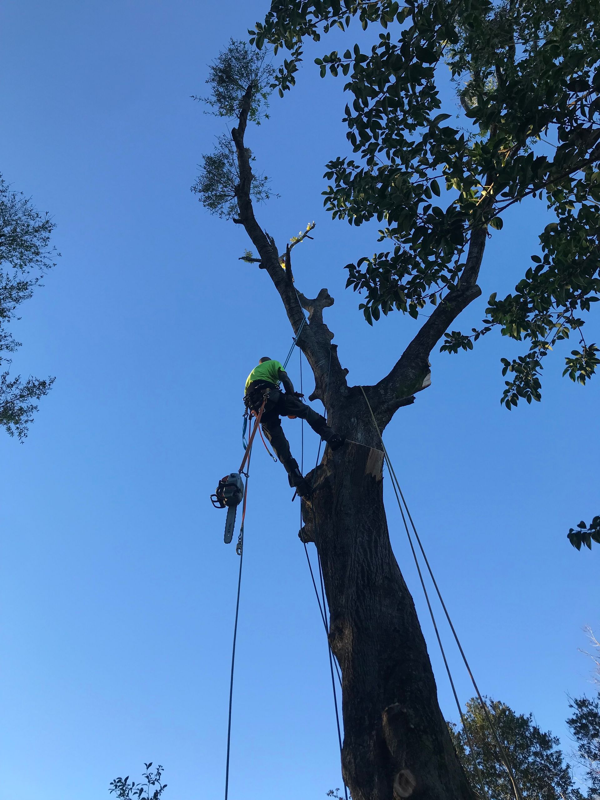 A man is climbing up a tree with a chainsaw