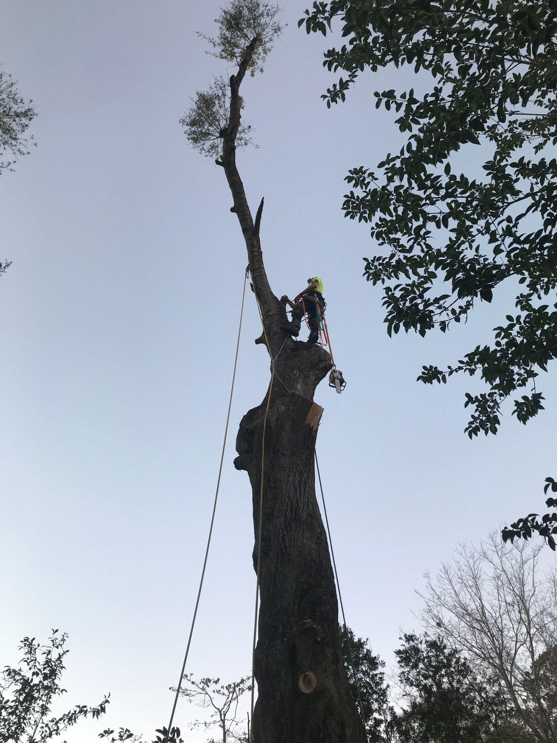A man is climbing a tree with a rope attached to it