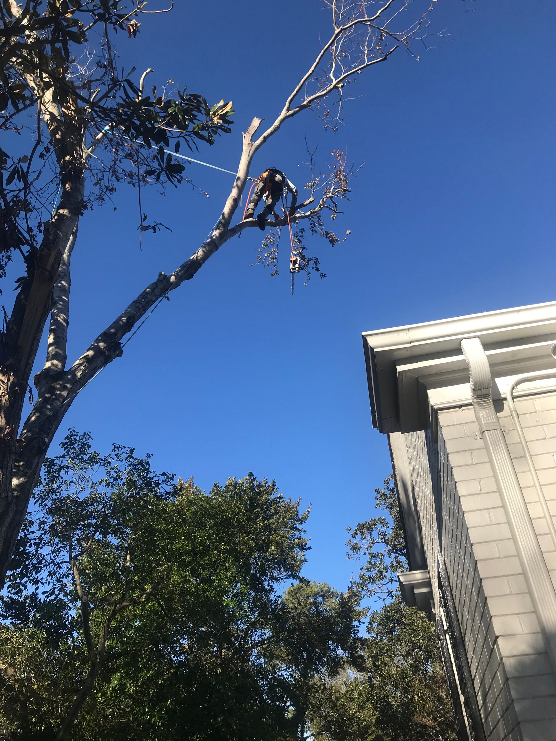 A tree is being cut down in front of a house