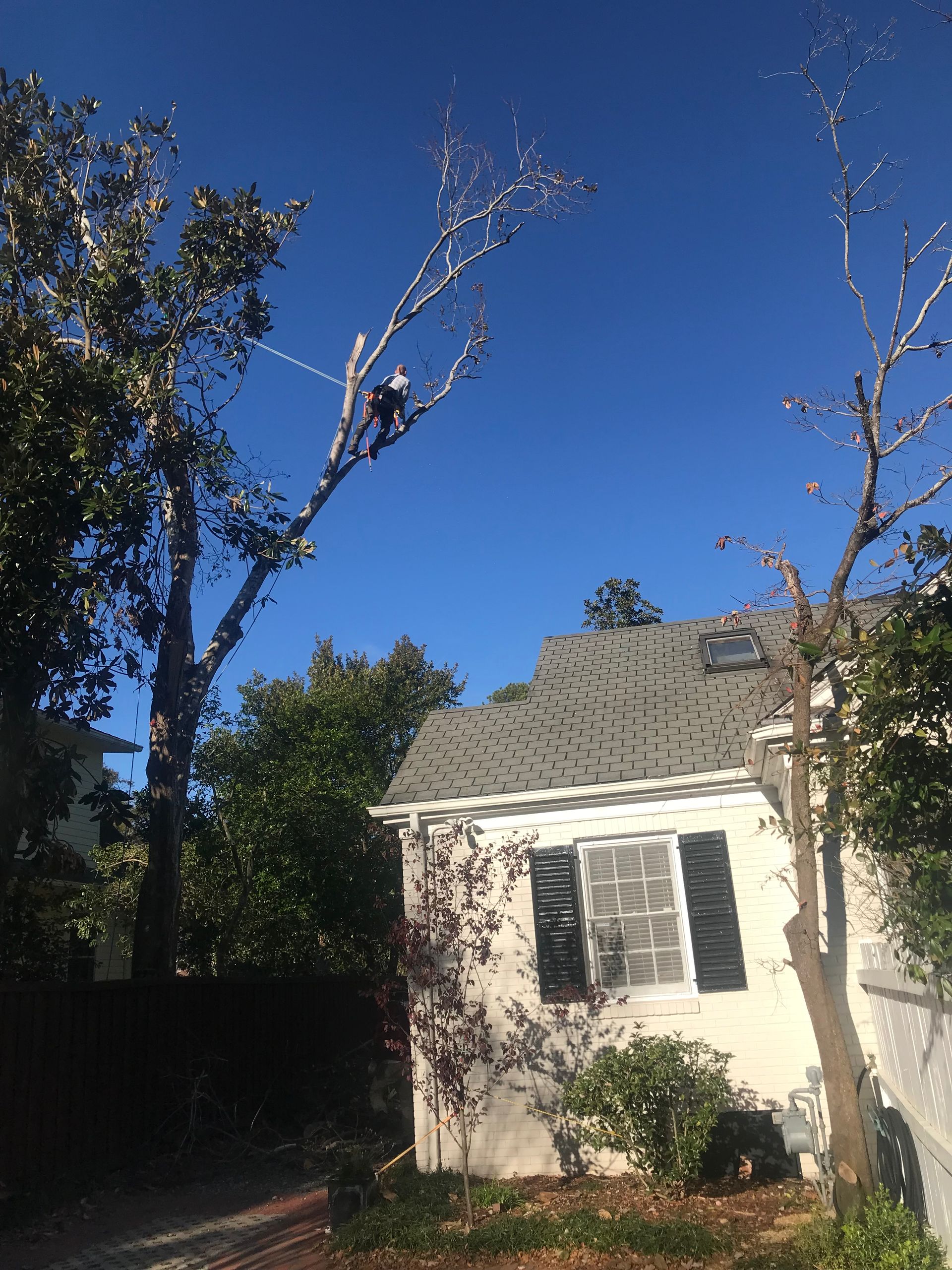 A tree is being cut down in front of a house.
