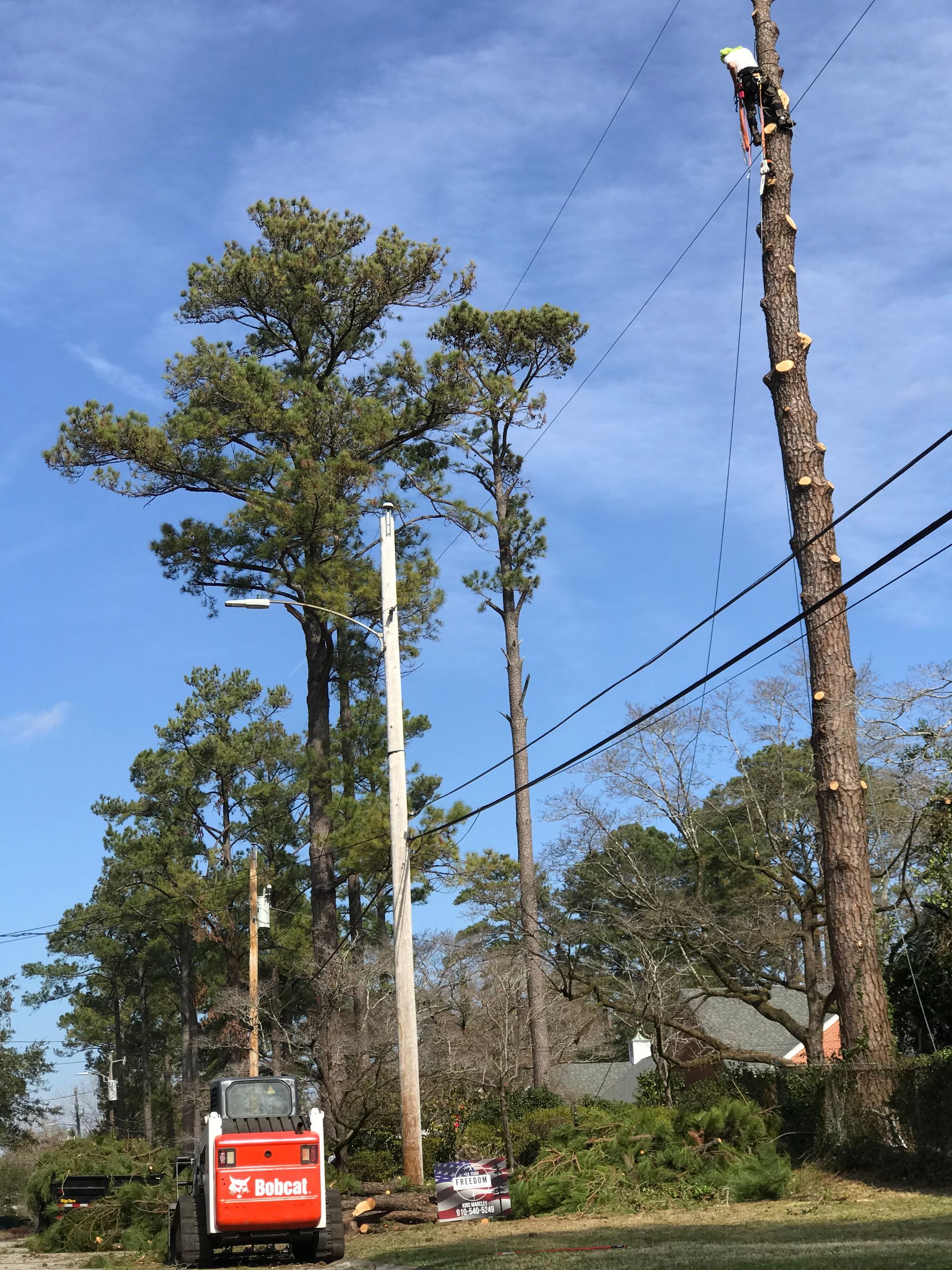 A bobcat is cutting down a large pine tree.