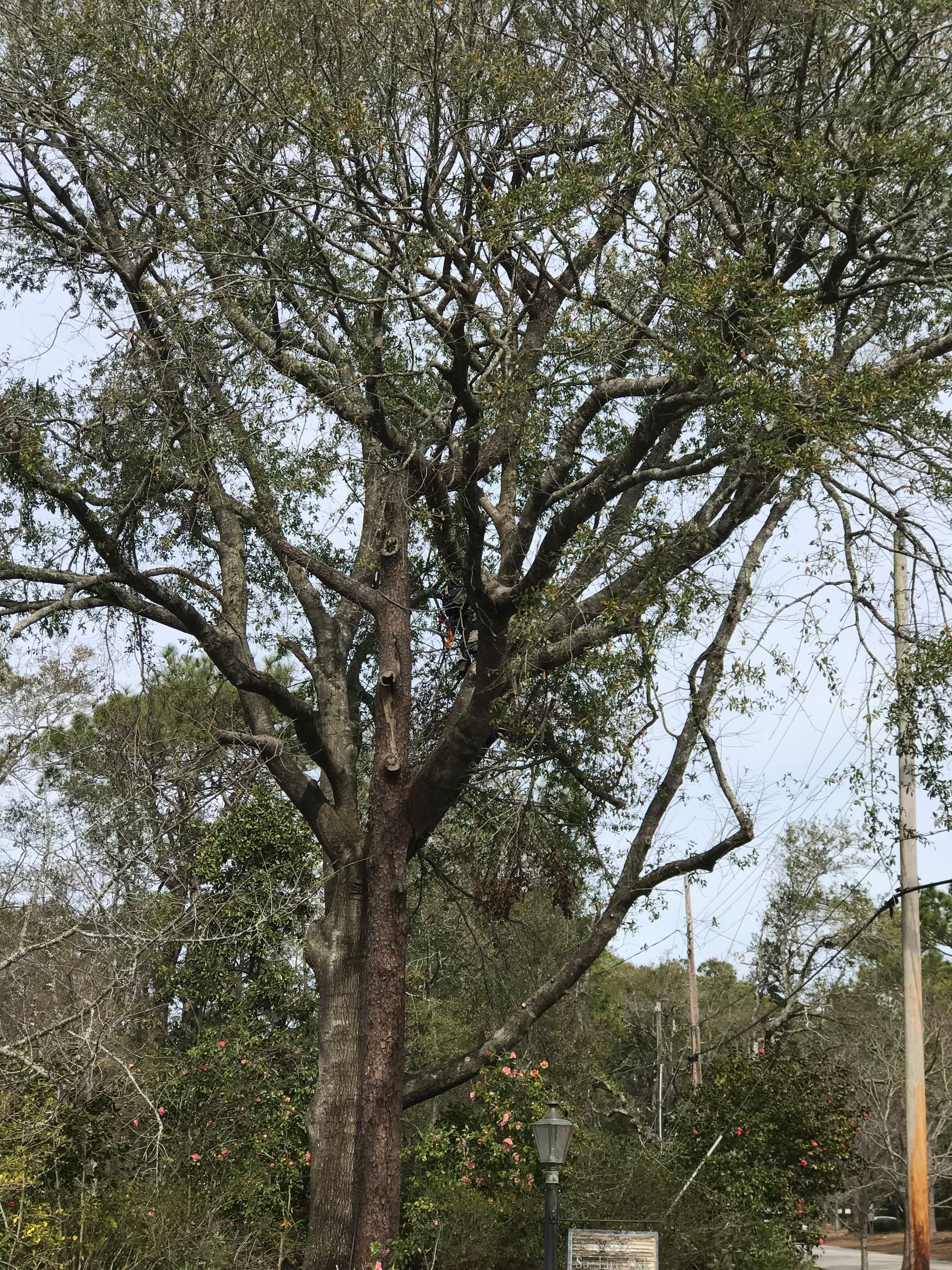 A large tree with lots of branches and leaves