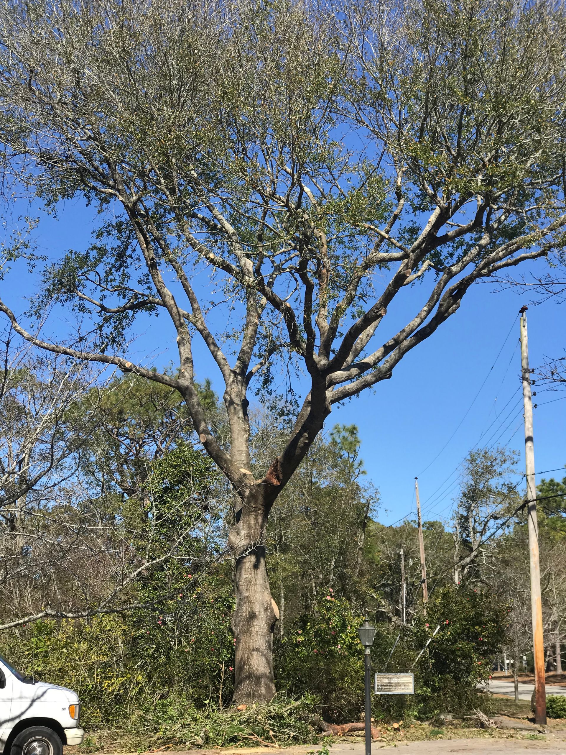A white van is parked in front of a large tree.