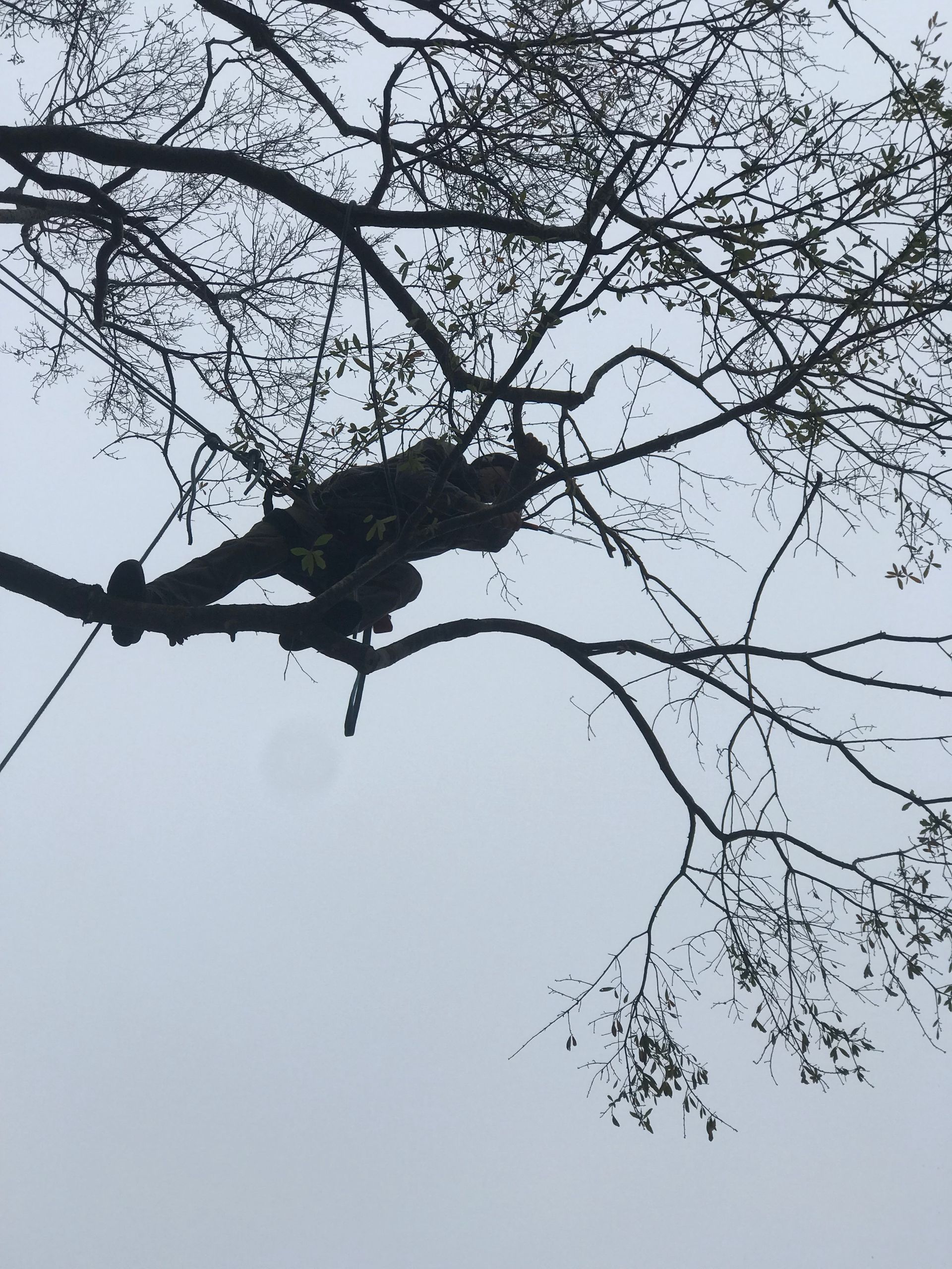 A silhouette of a person hanging from a tree branch