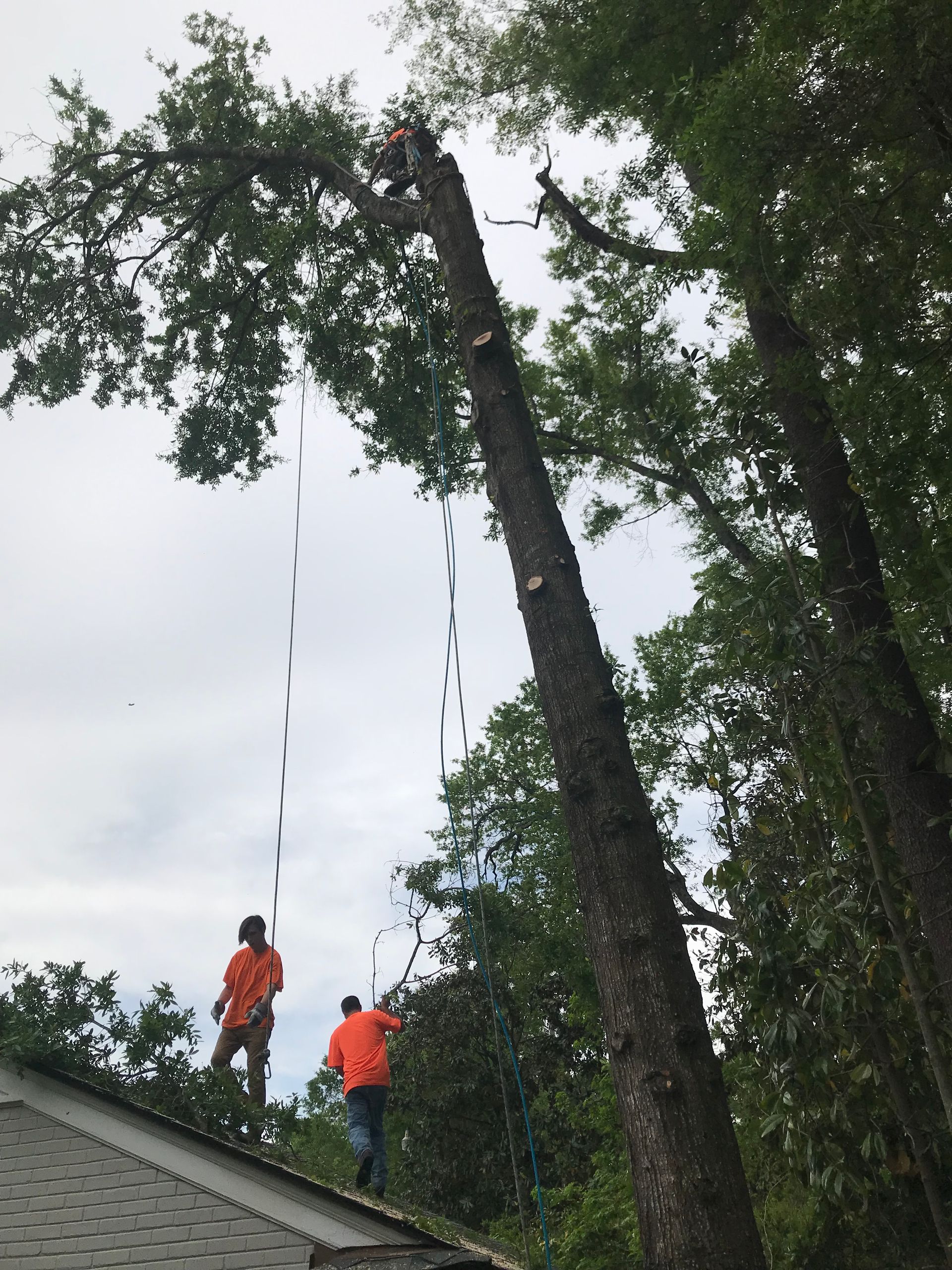 Two men are standing on the roof of a house cutting a tree