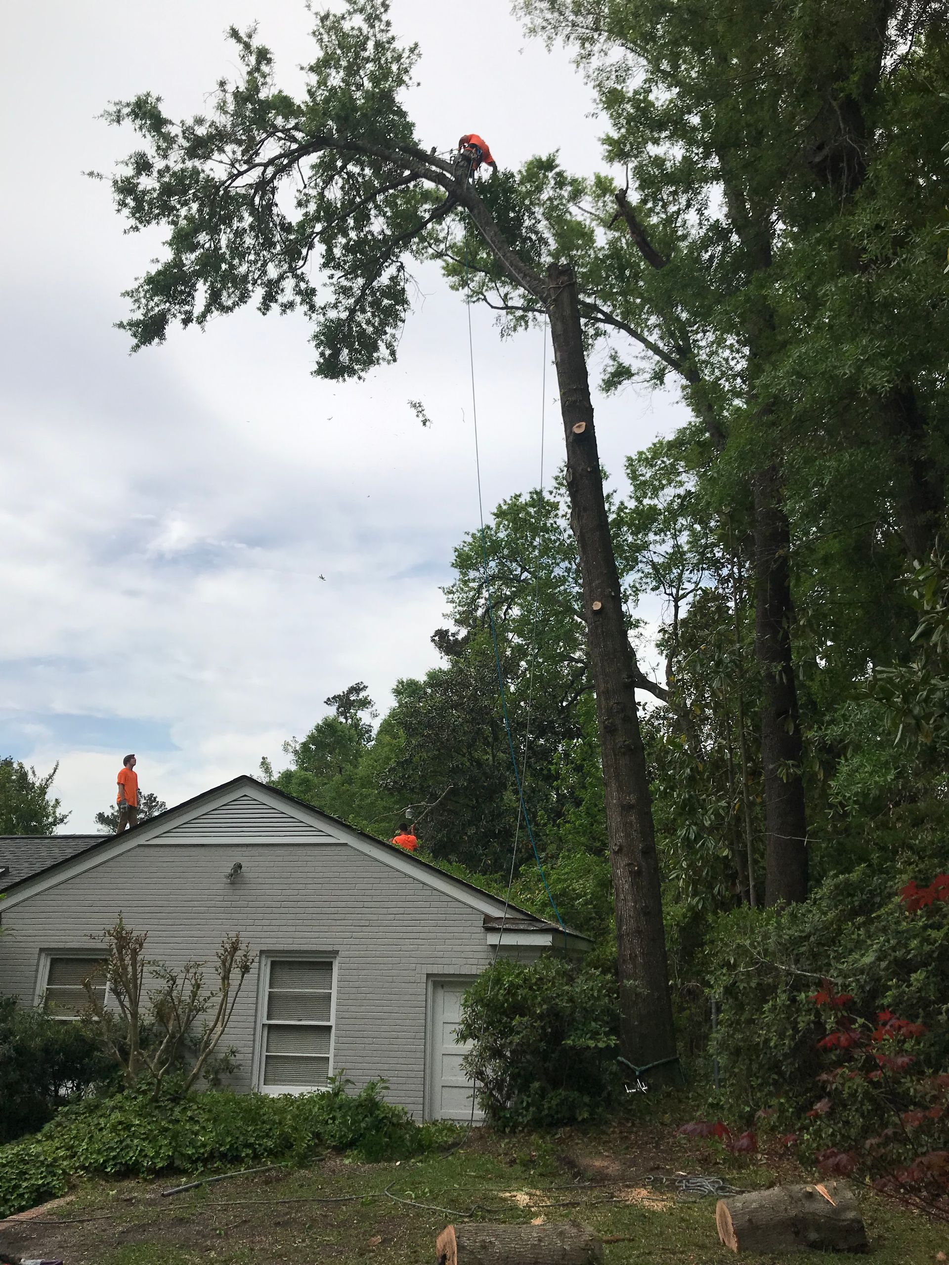 A tree is being cut down in front of a house.