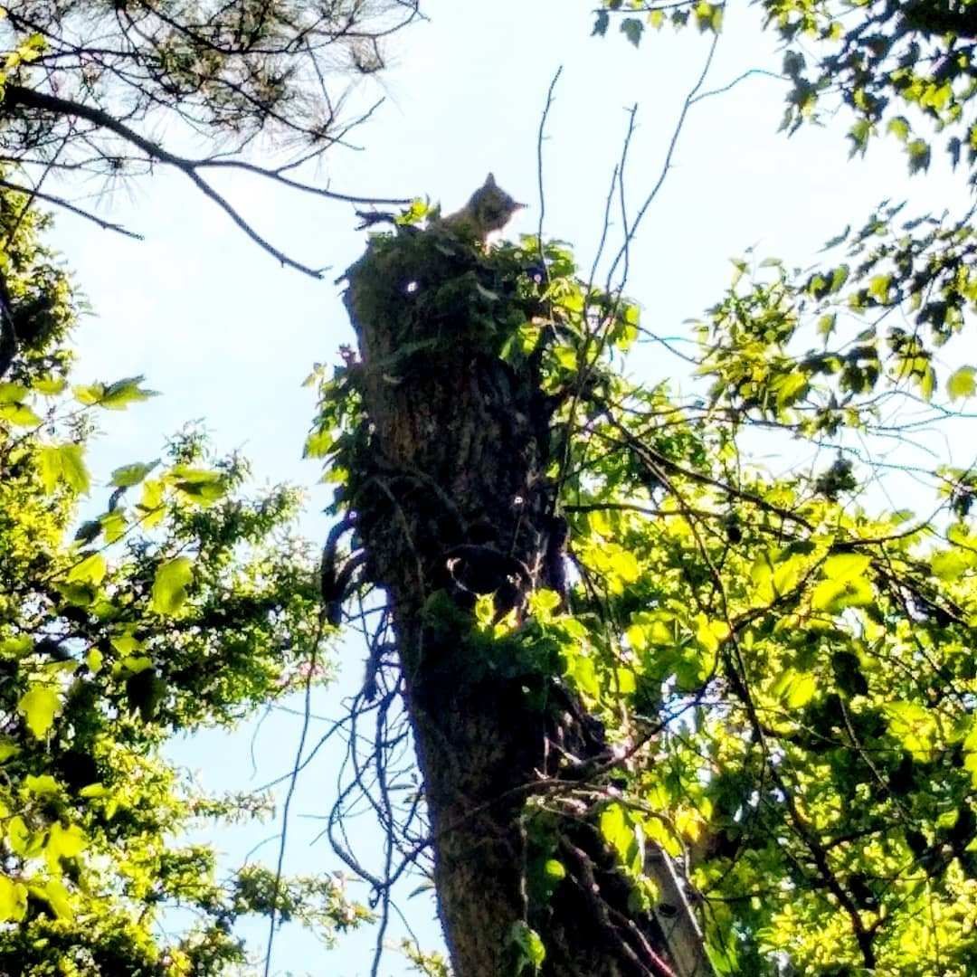 A squirrel is sitting on top of a tree in the woods.