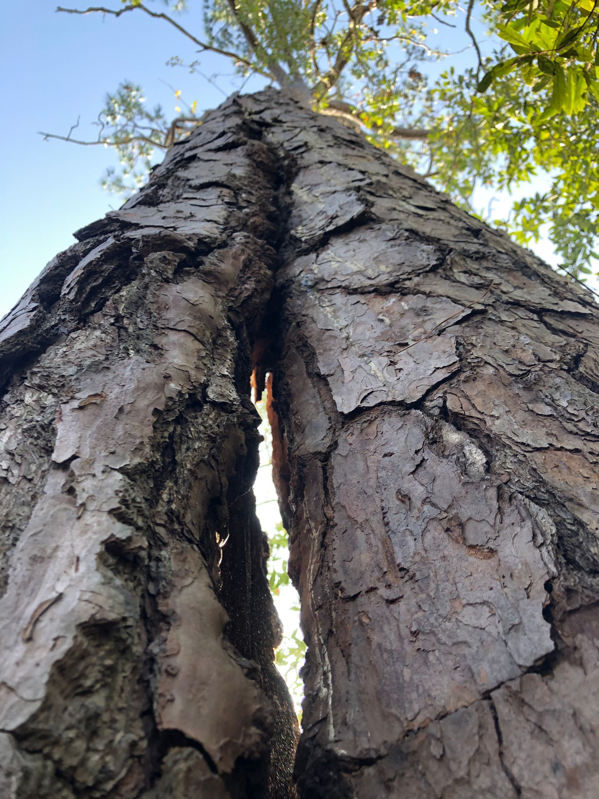 Looking up at a tree trunk with a hole in it.