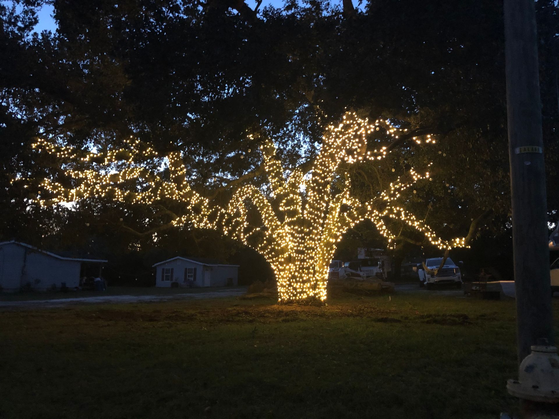 A tree with lots of lights on it is lit up at night