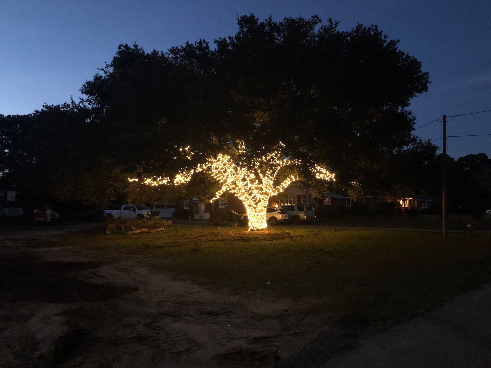 A tree is lit up with christmas lights at night