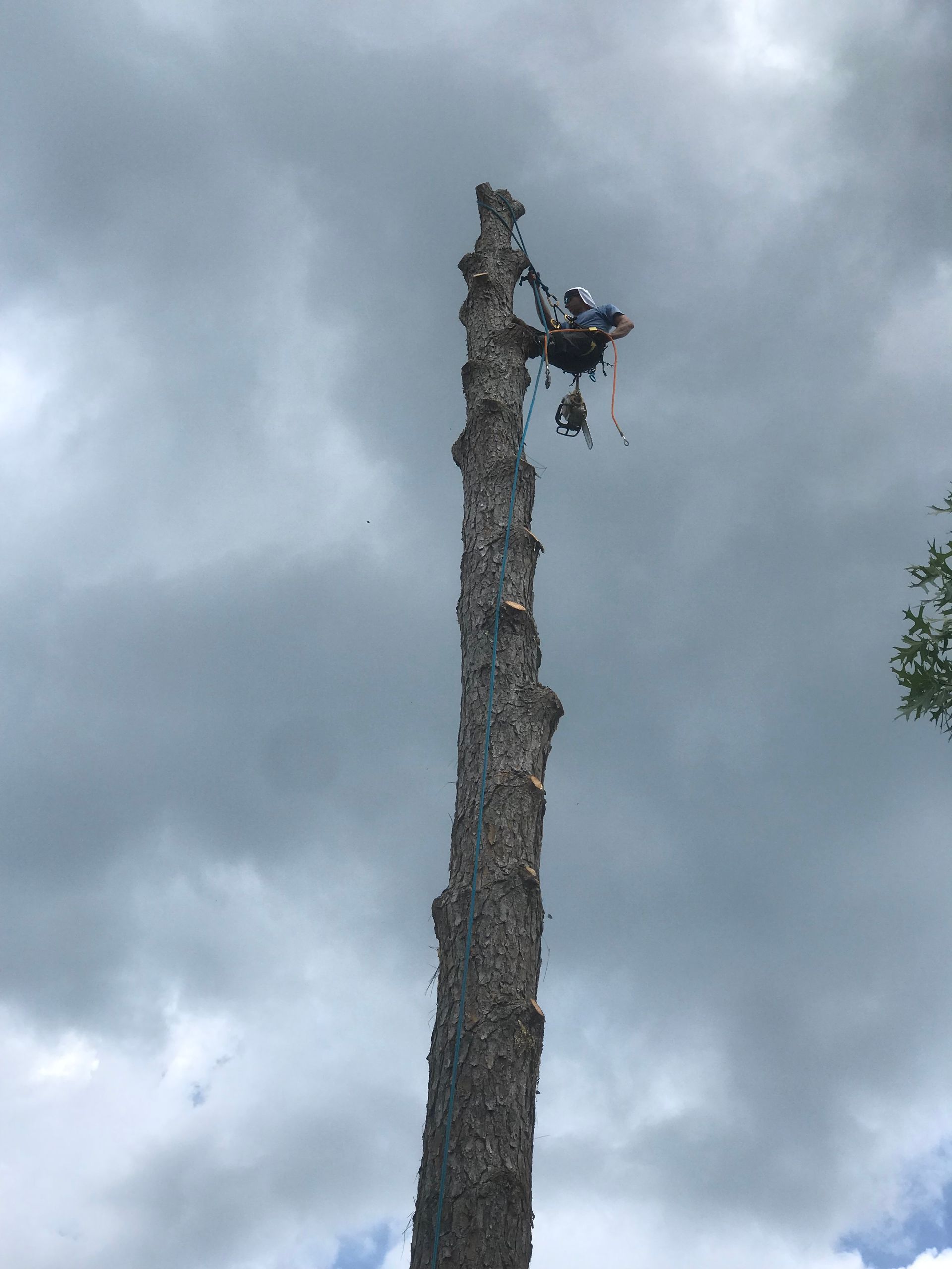 A man is climbing up the side of a tall tree.