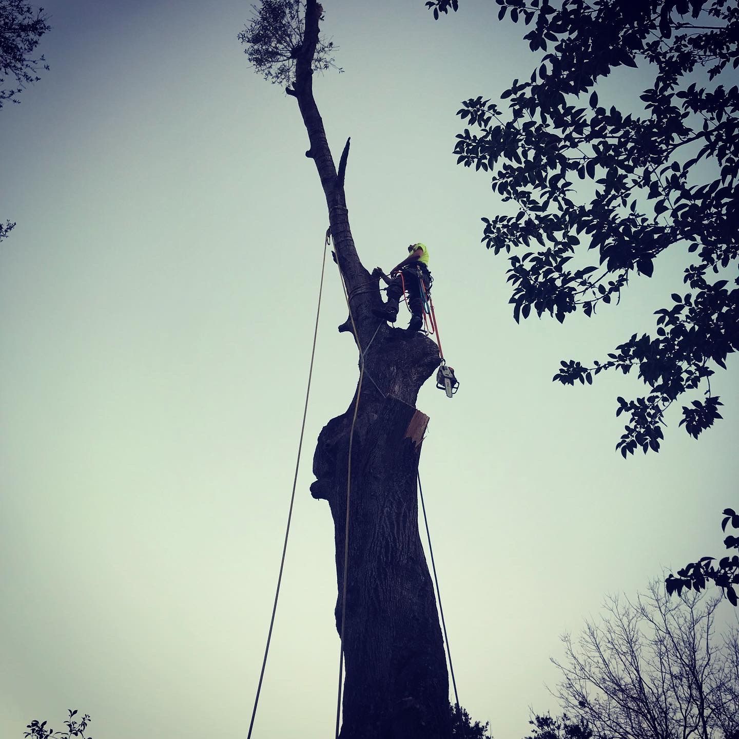 A man is climbing up a tree with ropes