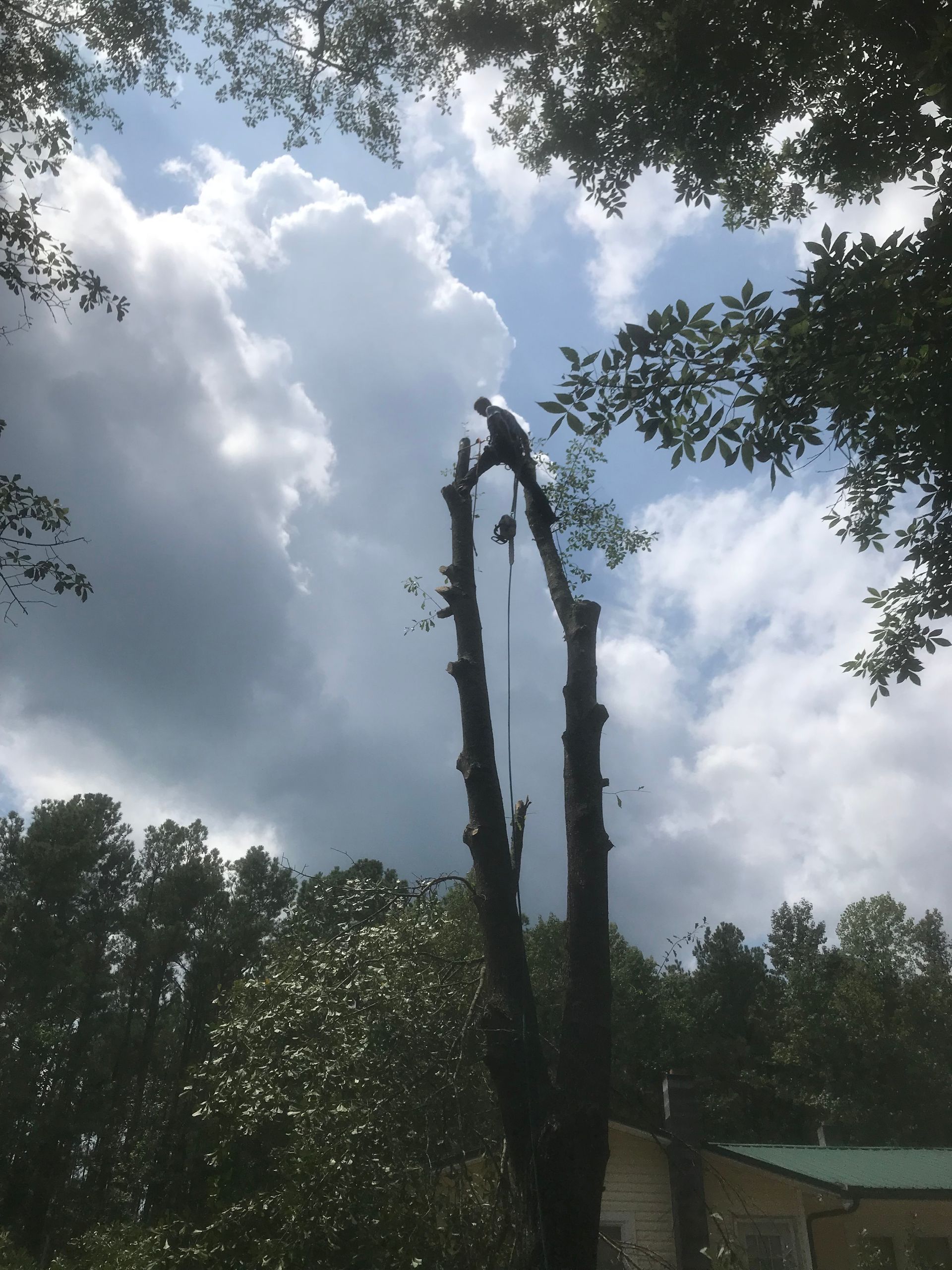 A man is climbing a tree with a rope attached to it