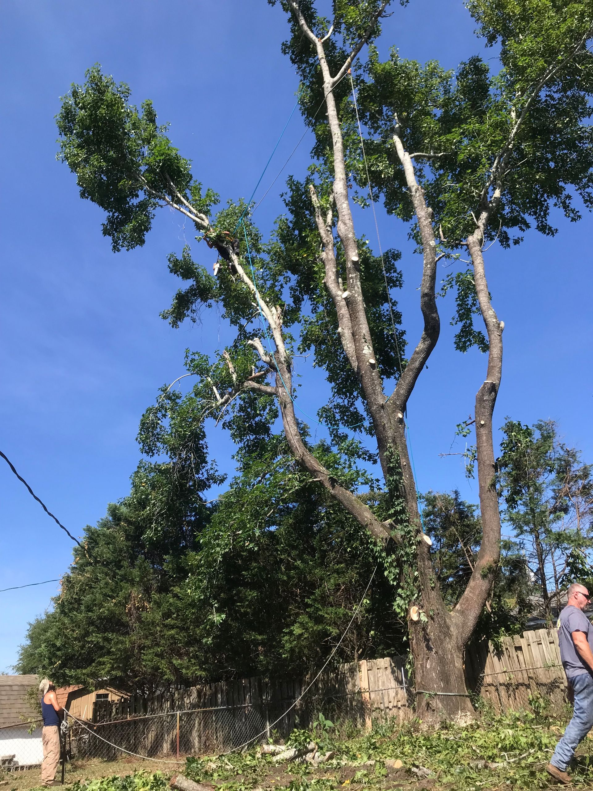 A man is standing next to a tree that has been cut down.