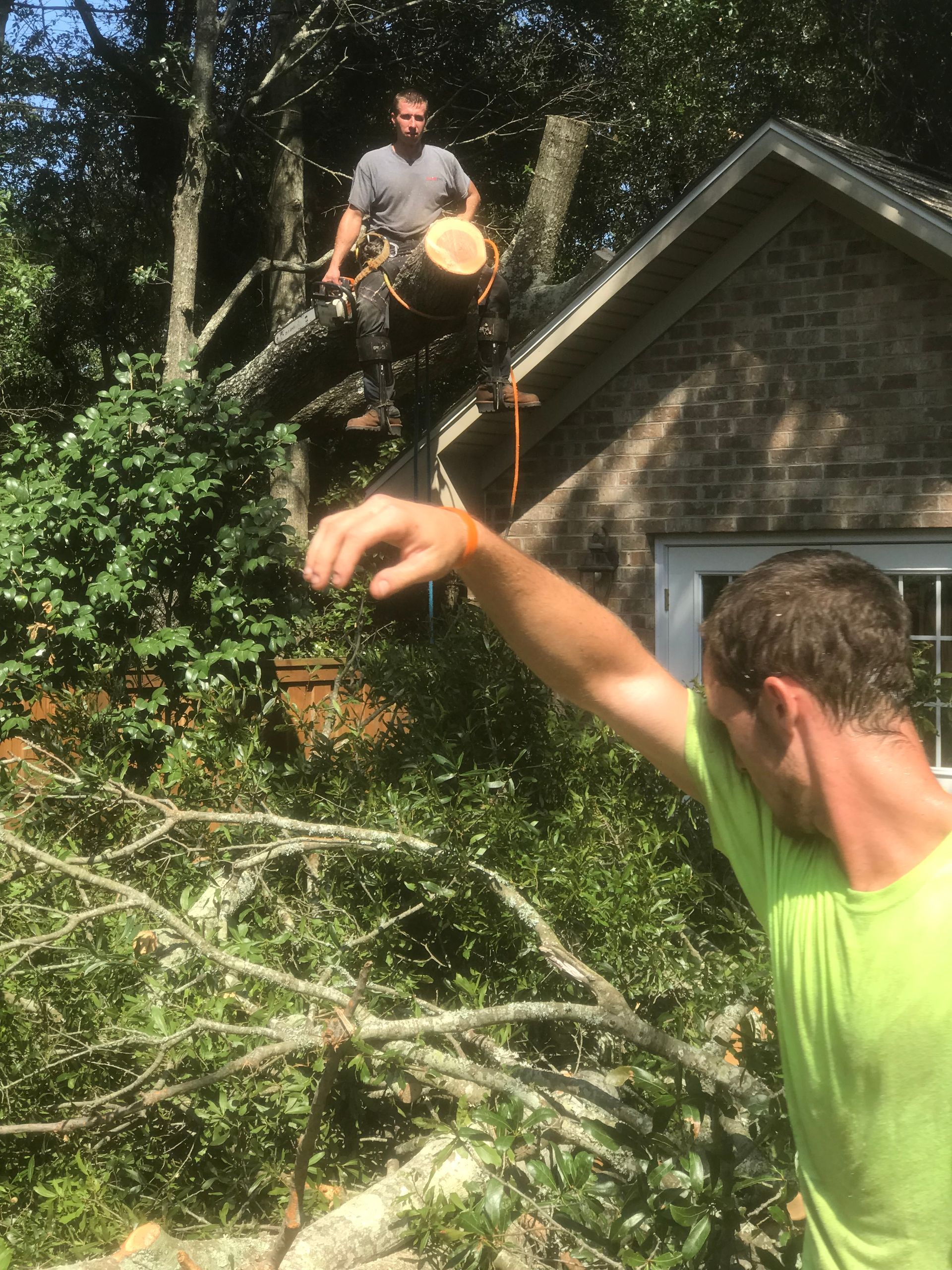A man in a green shirt is standing next to a tree that has been cut down