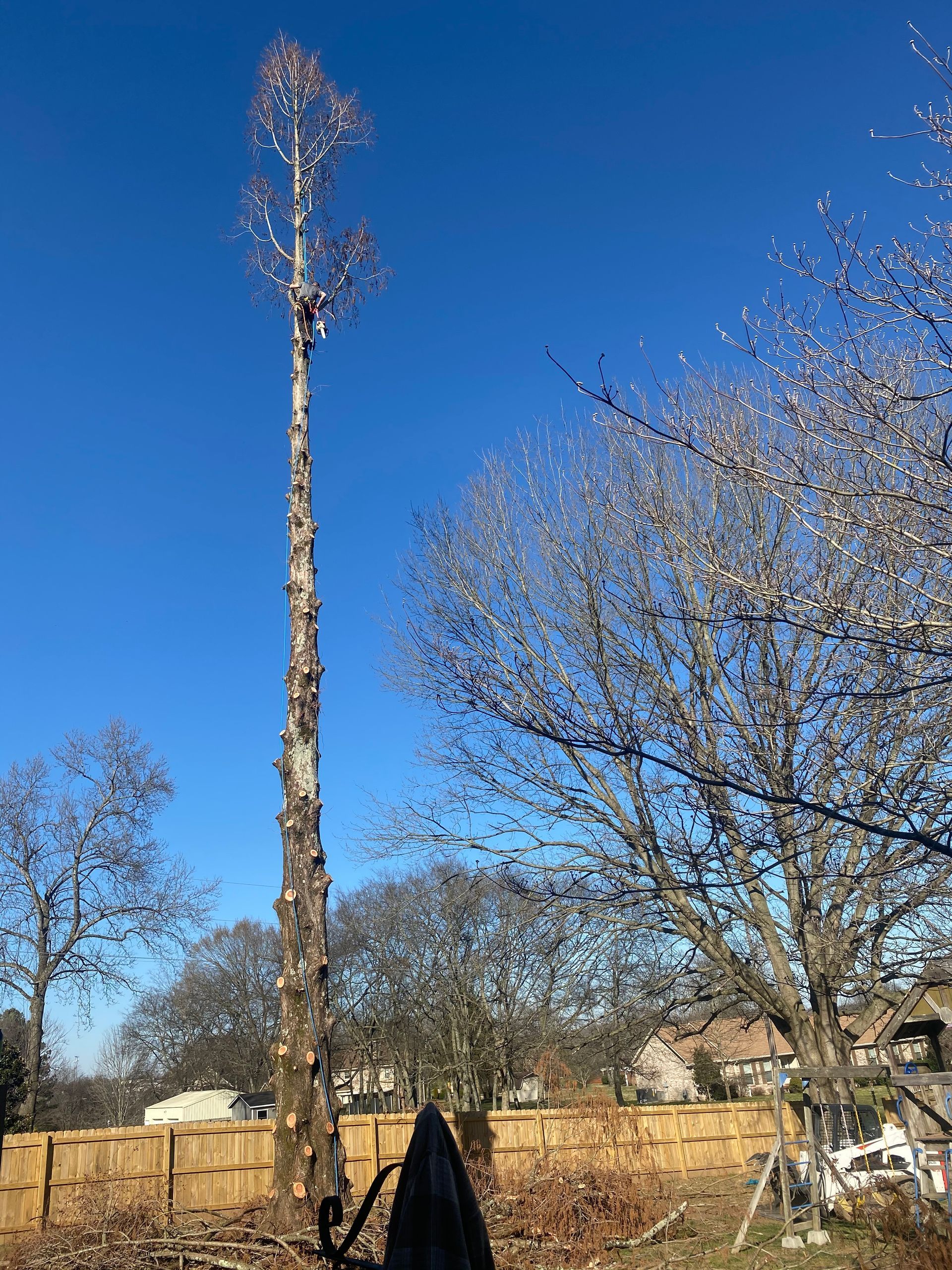 A tall tree with a blue sky in the background is being cut down.