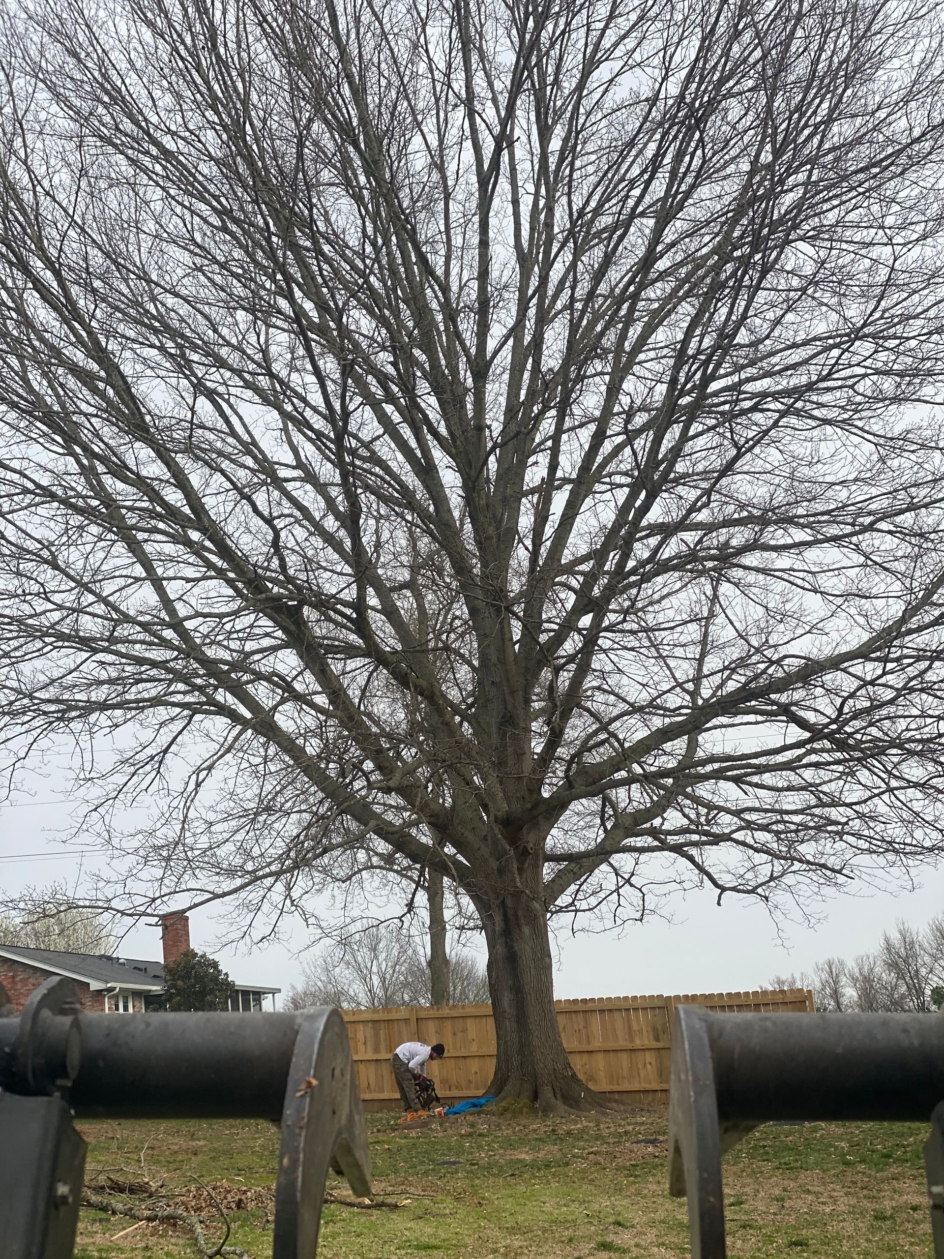 A man is kneeling under a tree in a park.