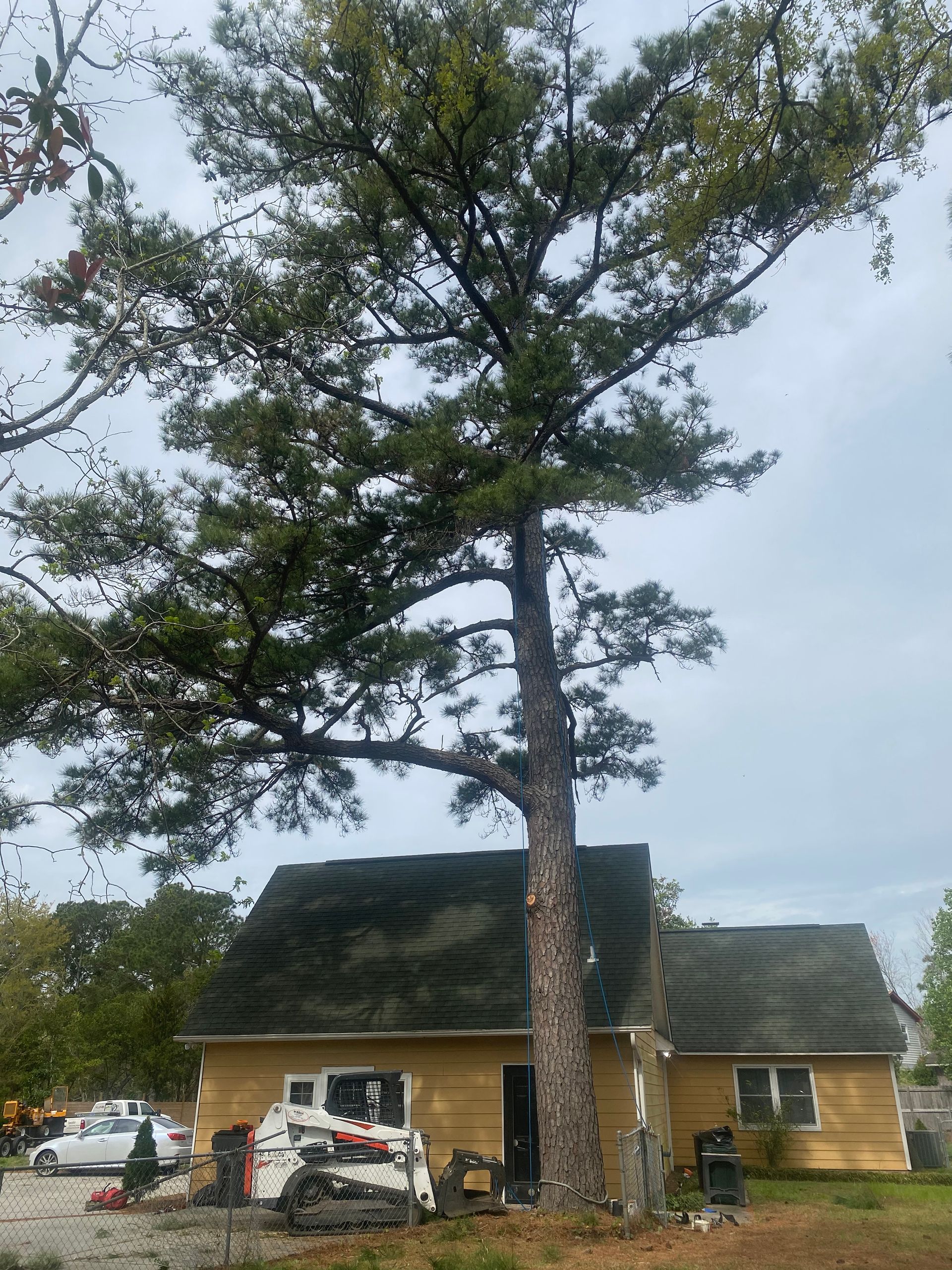 A large pine tree is in front of a house.