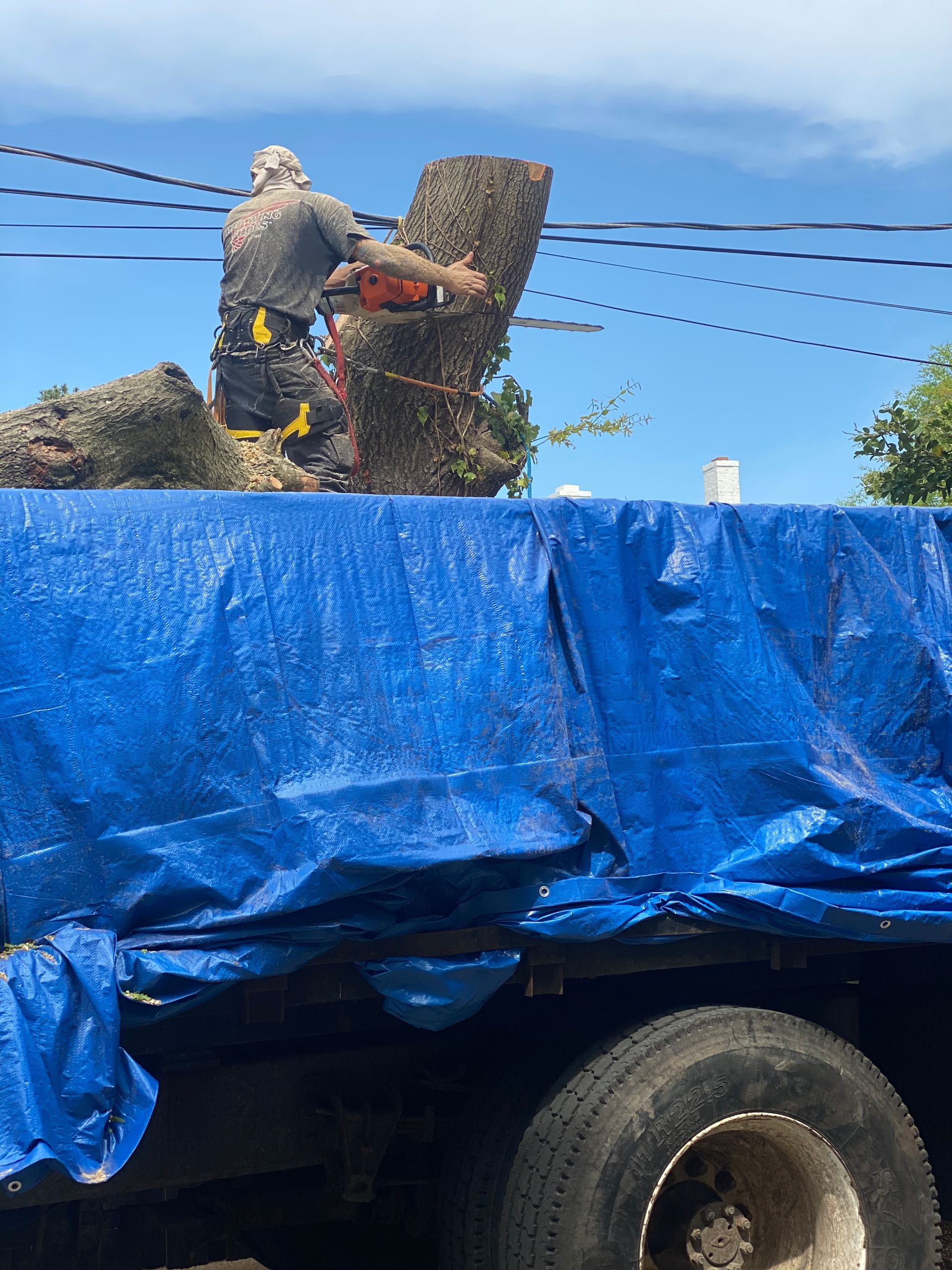 A man is cutting a tree stump with a chainsaw on top of a truck covered in a blue tarp.