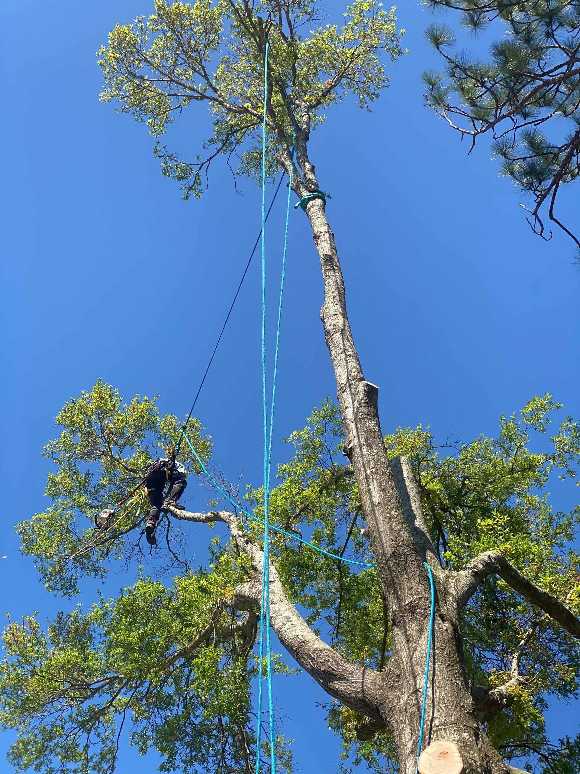 A man is climbing a tree with a blue rope