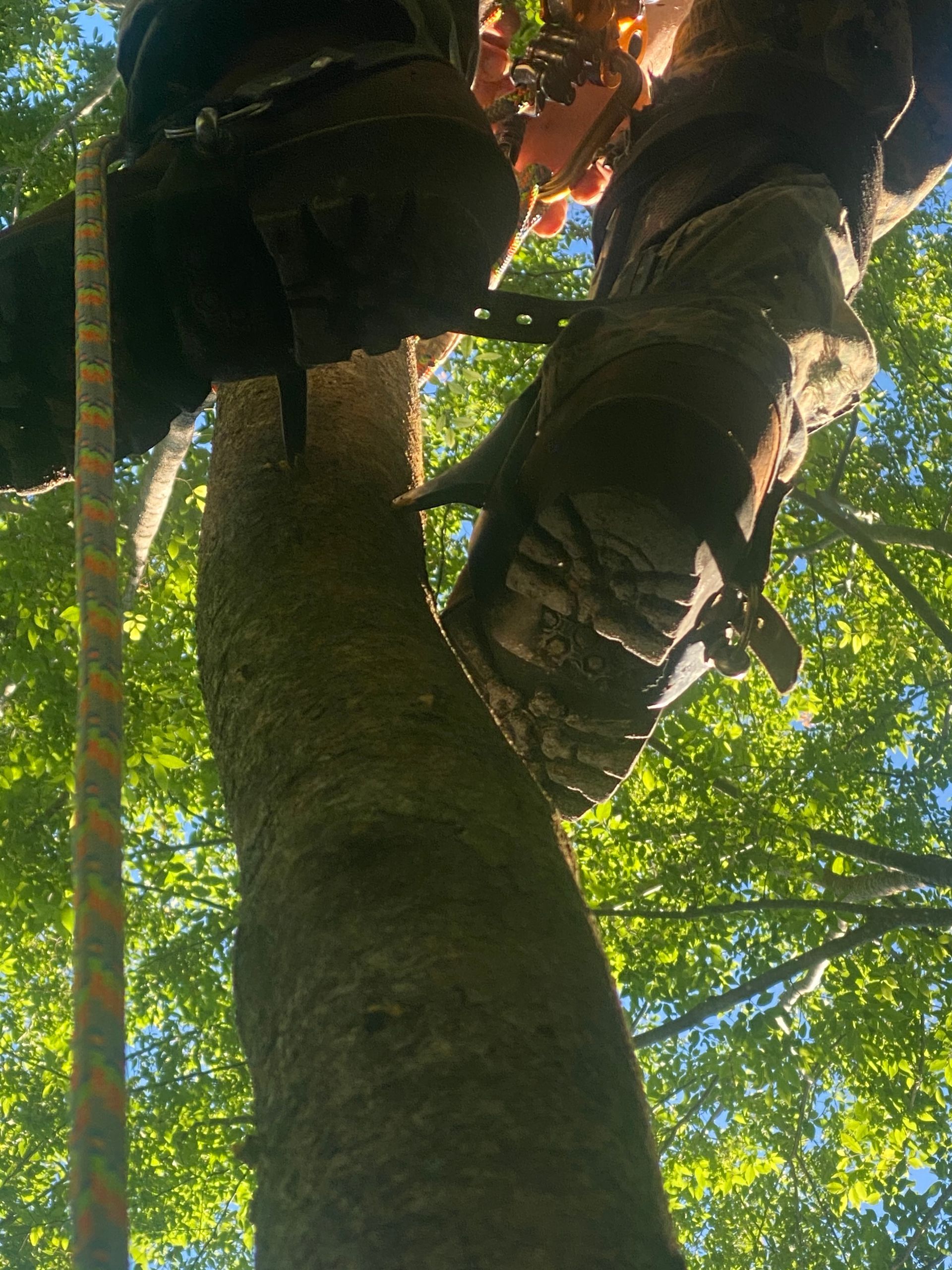 A person is climbing a tree with a rope attached to it.