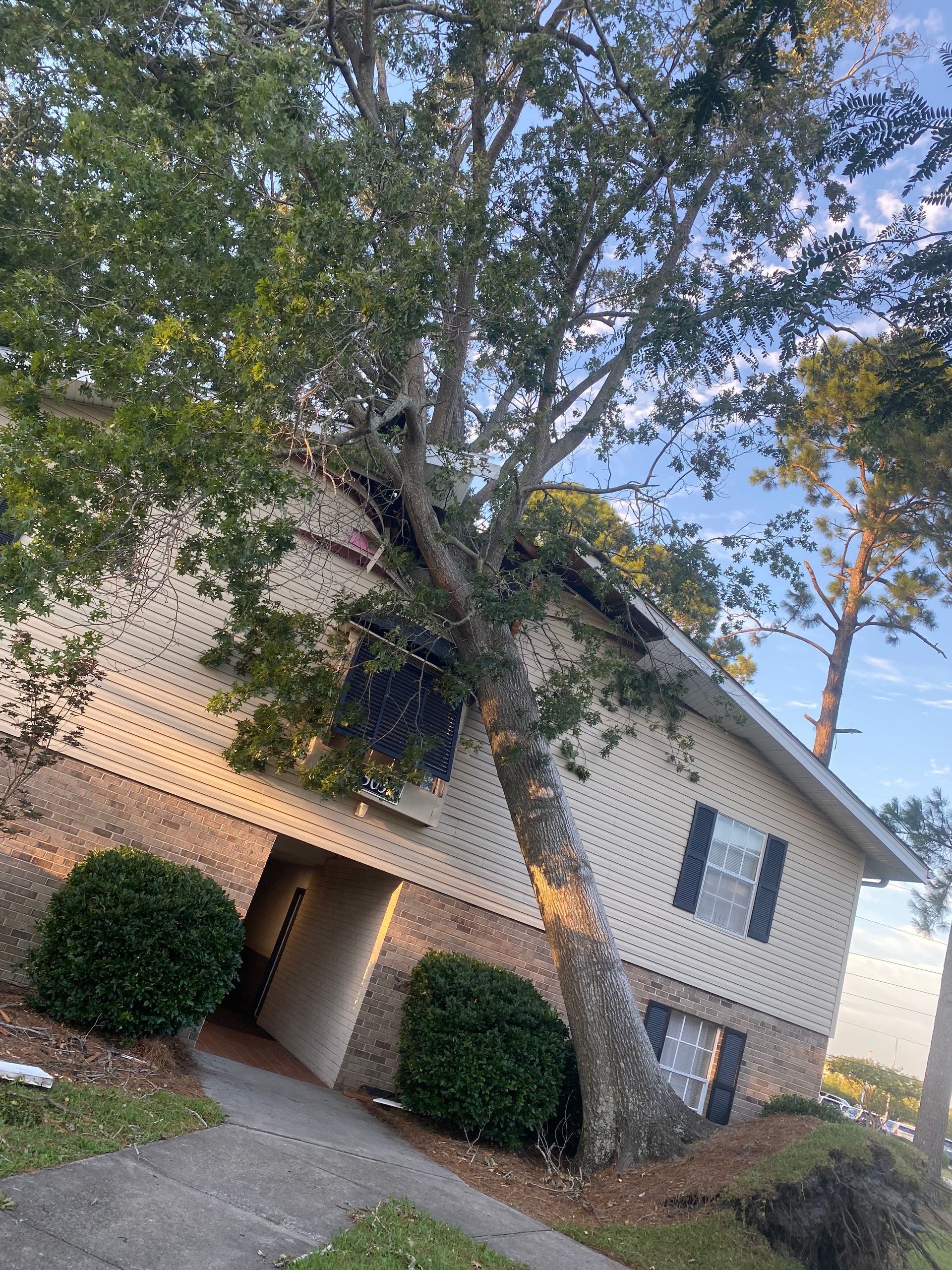 A tree has fallen on the side of a house.
