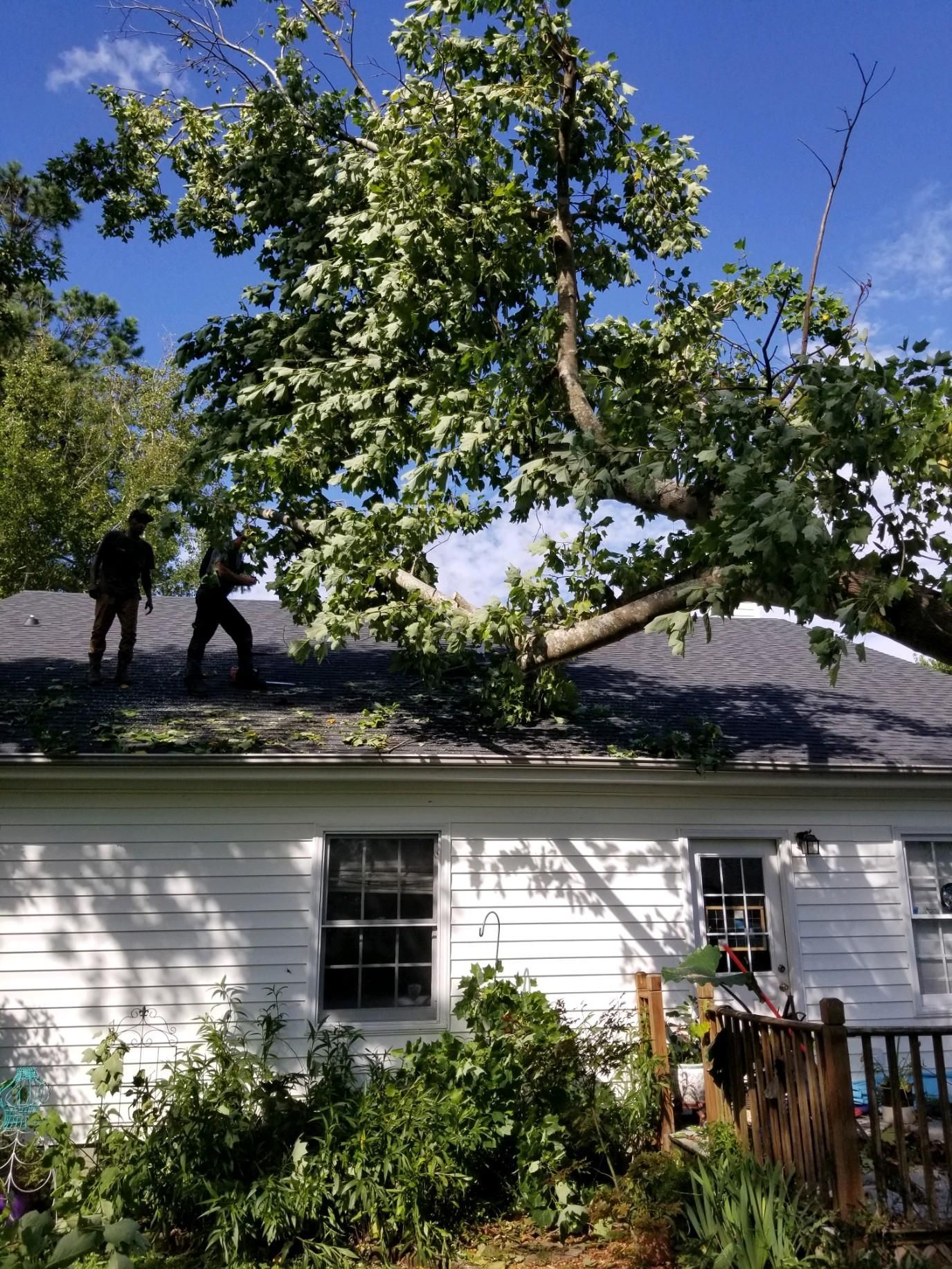 A tree has fallen on the roof of a house.