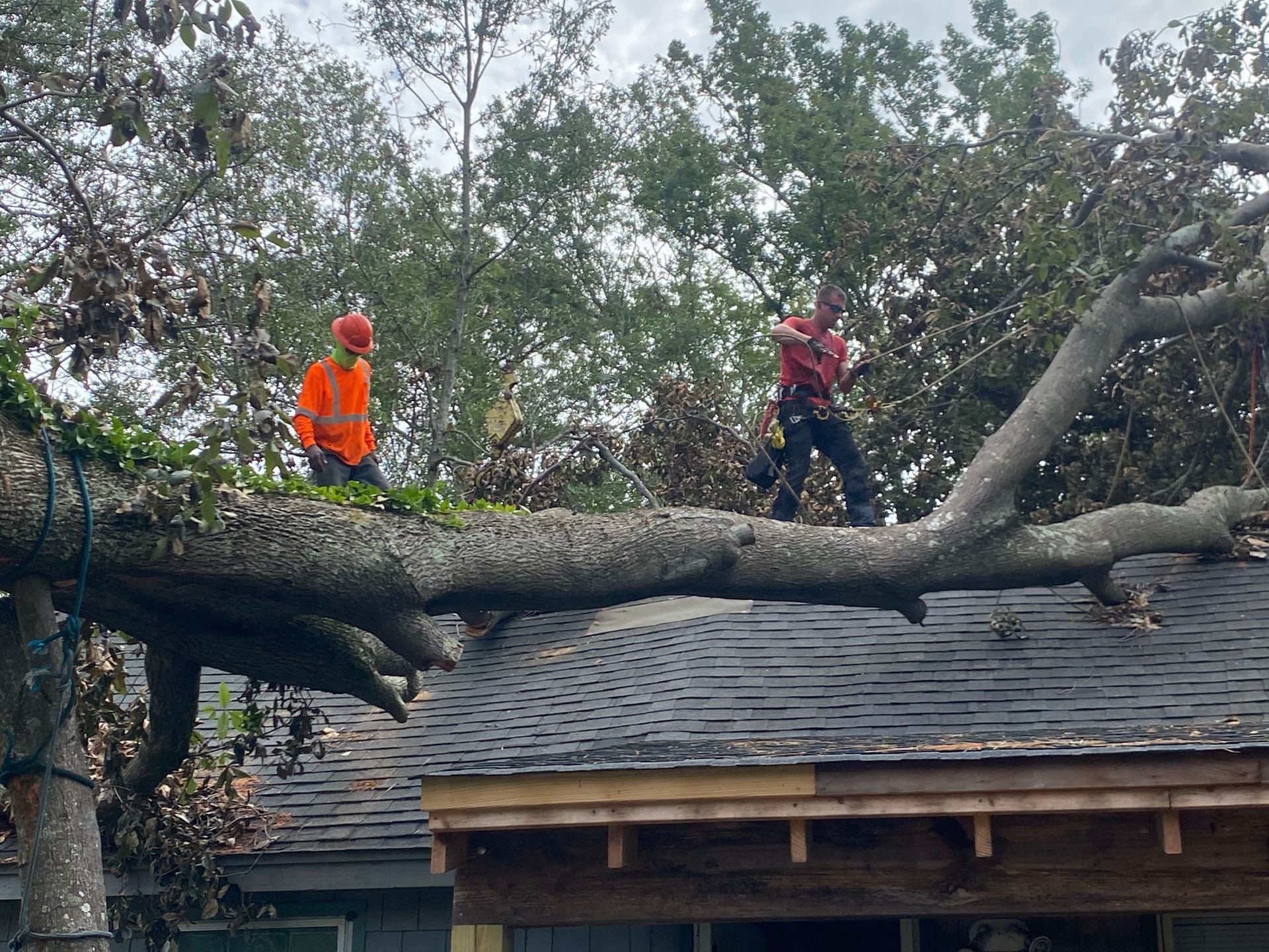 Two men are standing on top of a fallen tree on the roof of a house.