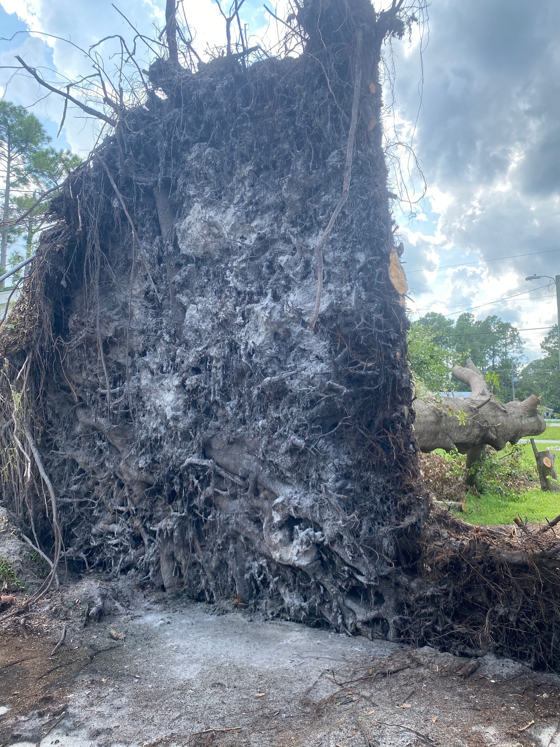 A large tree stump is laying on the ground in a field.