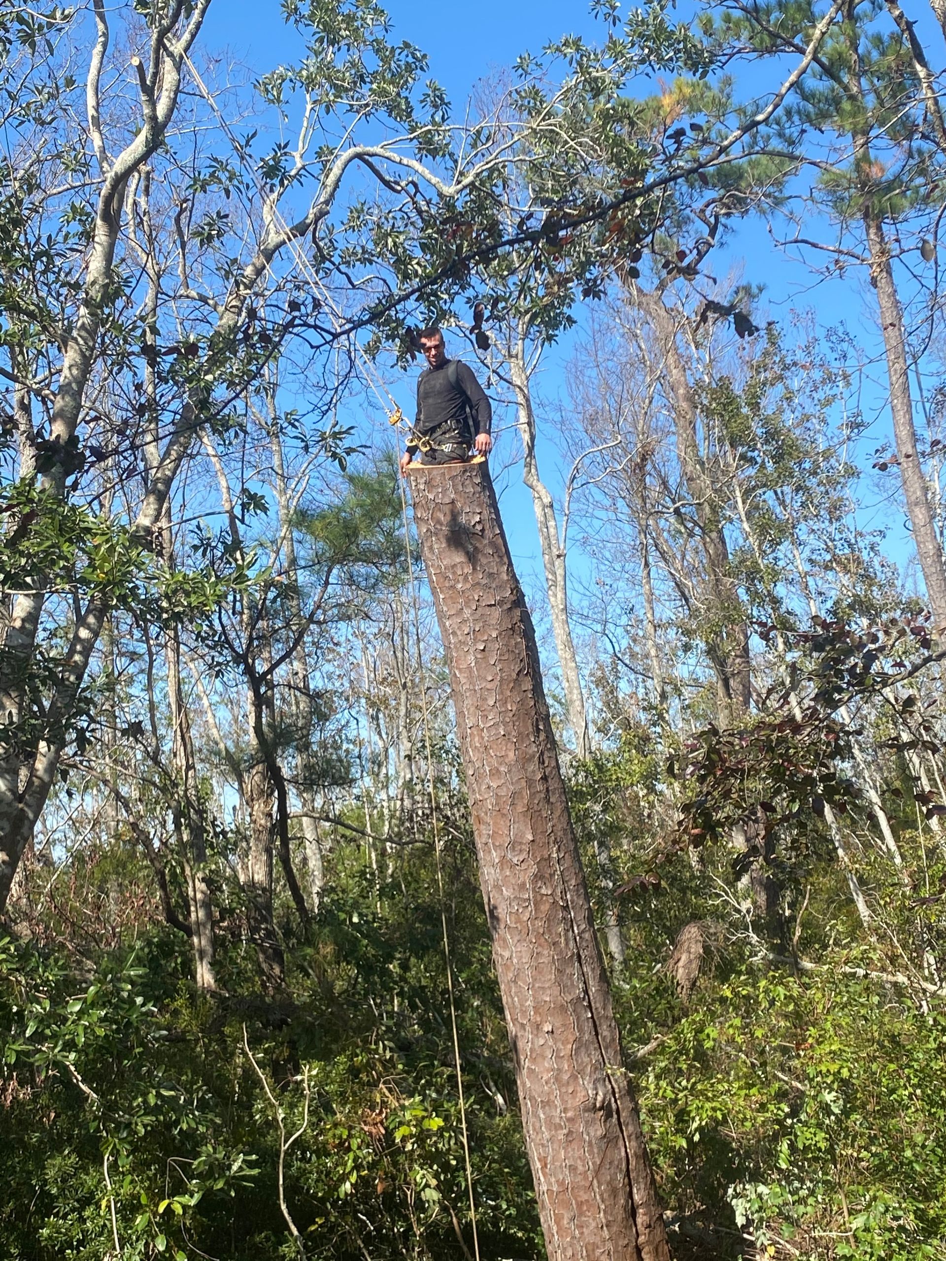 A man is standing on top of a tree in the woods.