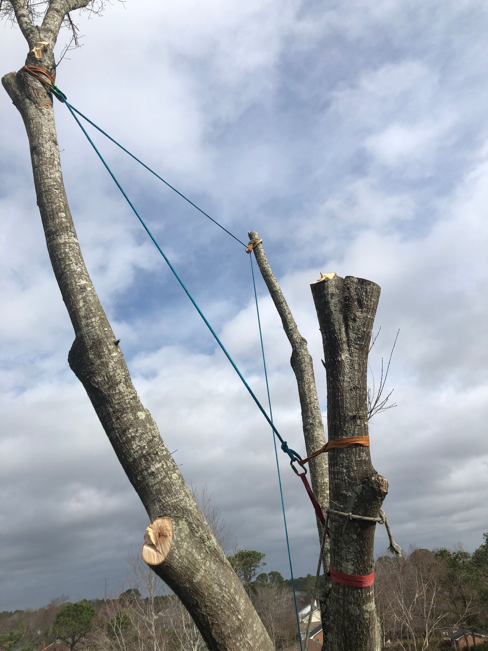 A tree with a rope attached to it against a cloudy sky
