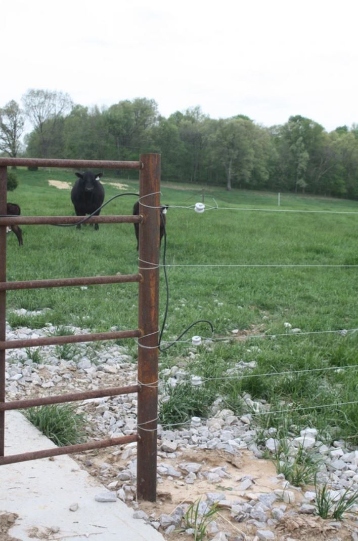 A fence surrounds a grassy field with a cow in the background
