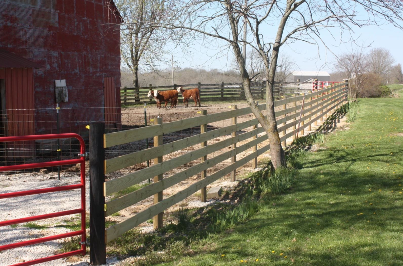 A wooden fence with cows behind it and a barn in the background.