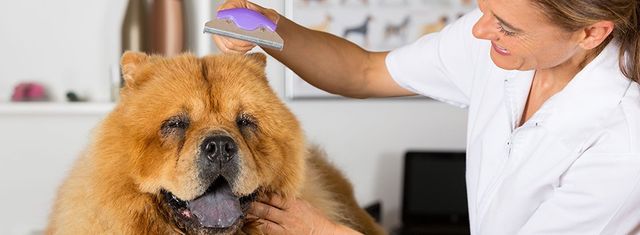 How to Select a Pet Grooming Service A Comprehensive Guide