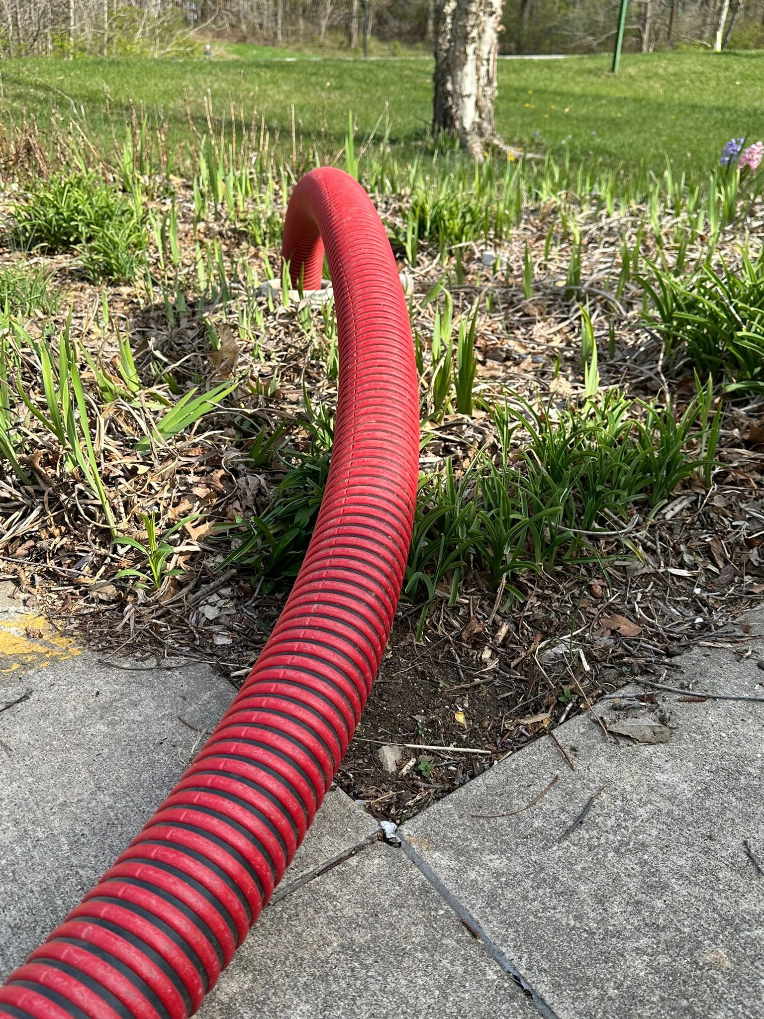 A red hose is sitting on a sidewalk next to a grassy area.
