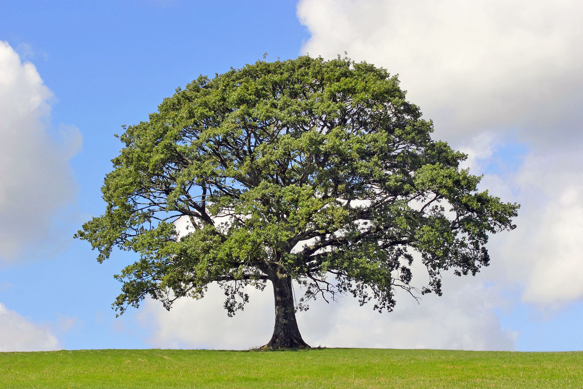 Local Tree Service Huntsville AL Paul Bunyan Tree Service Local Tree Service Huntsville AL Paul Bunyan Tree Service