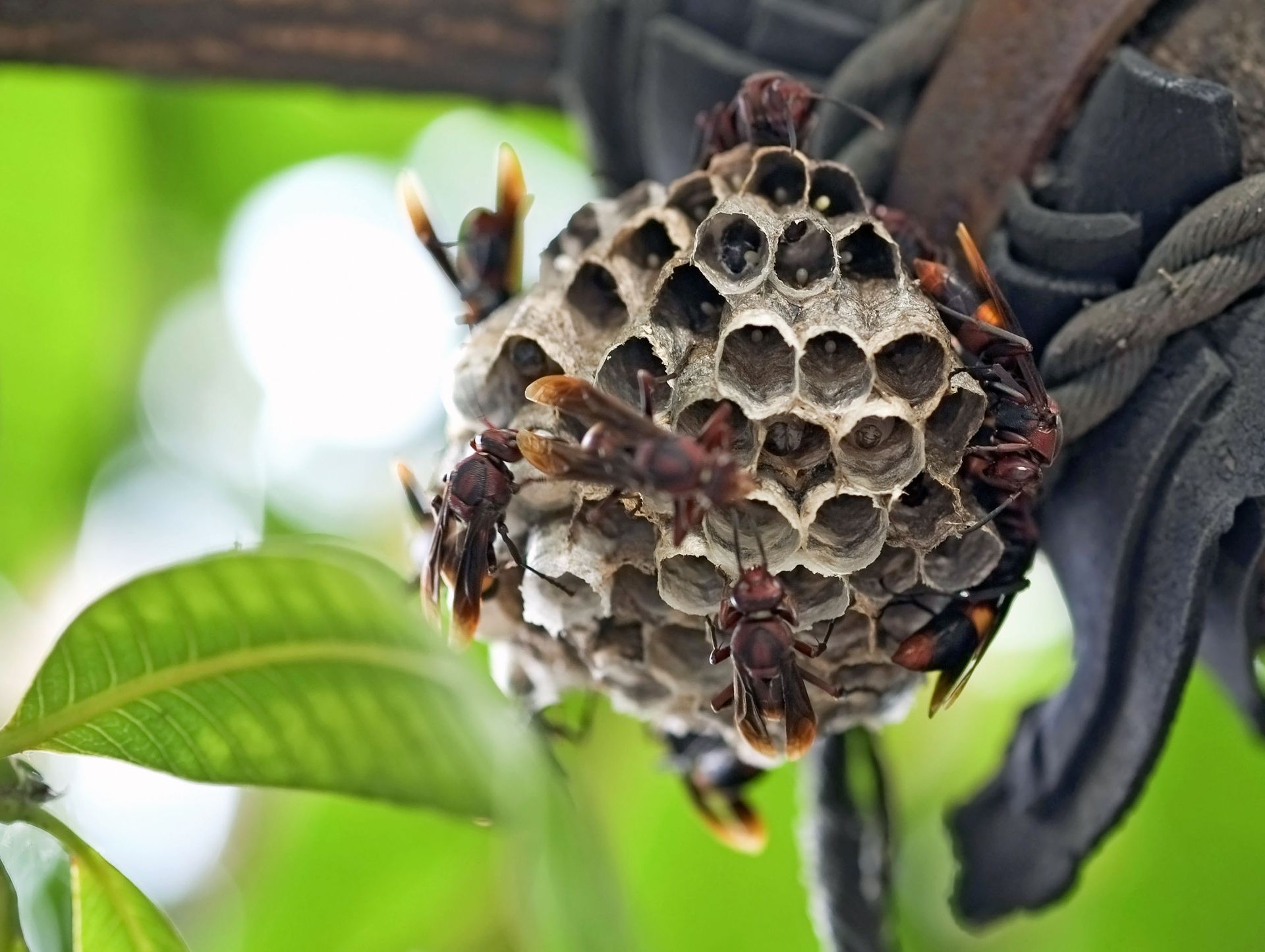 exterminating services