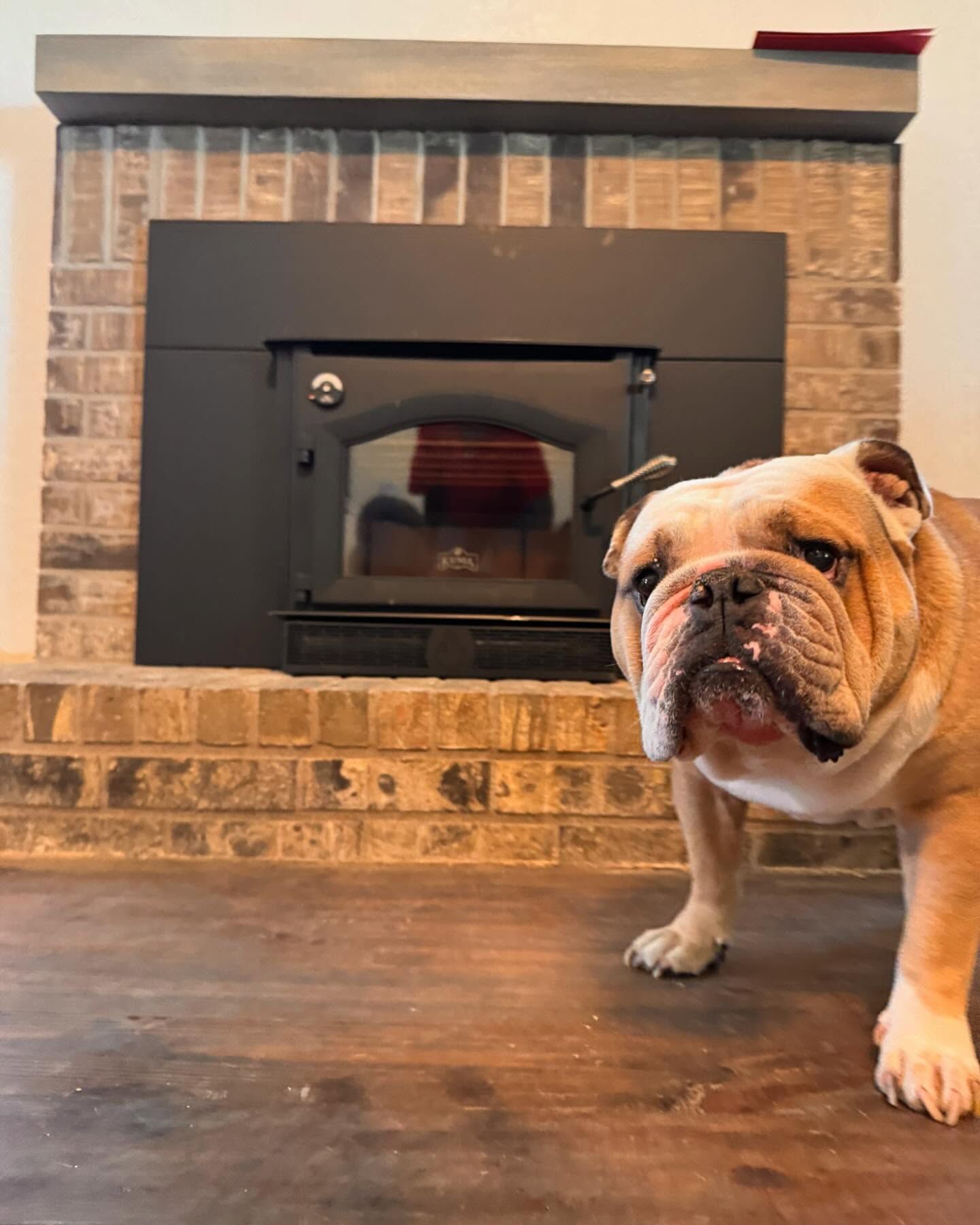 Bulldog standing on a hardwood floor in front of a brick fireplace and black stove insert